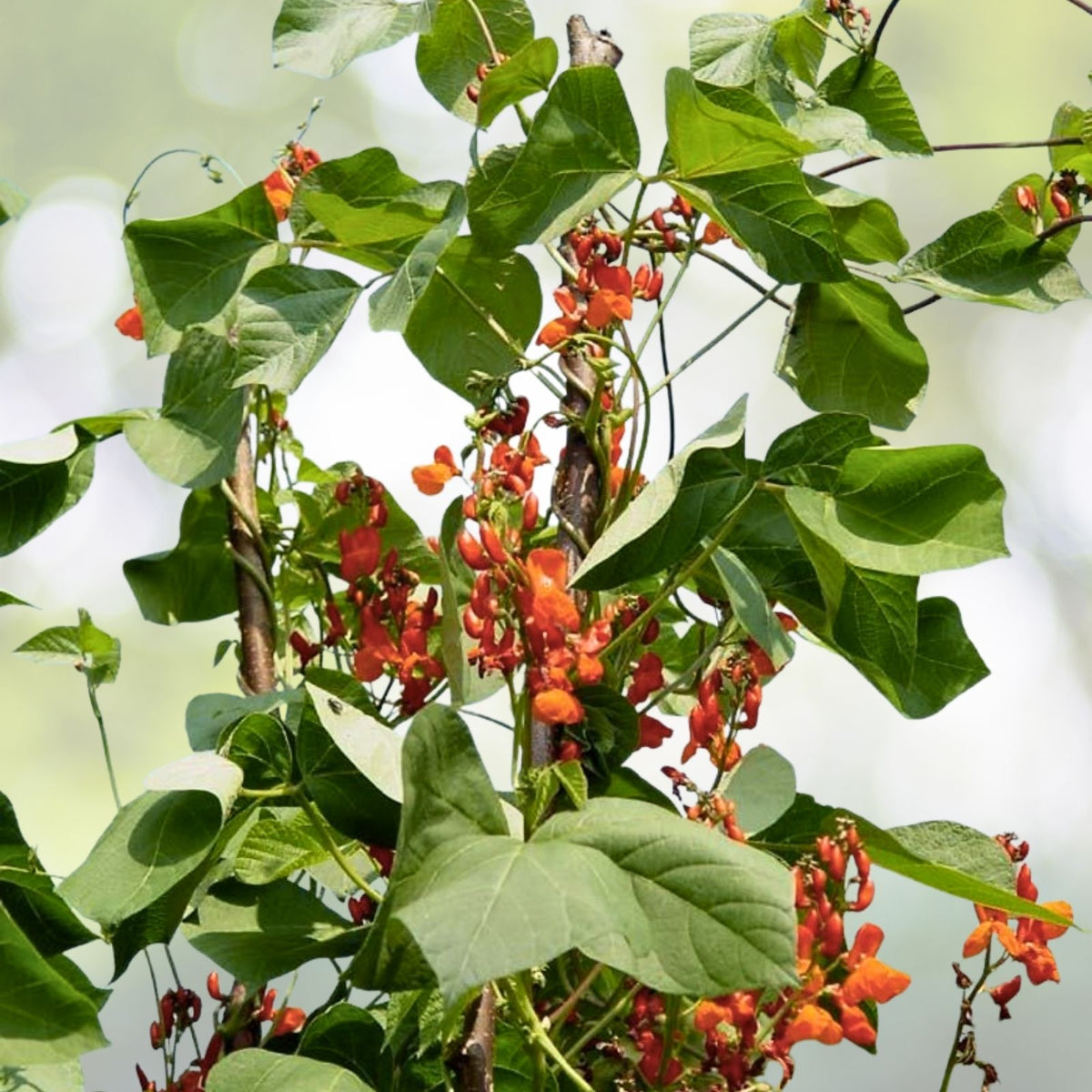 Scarlet Runner Bean Seeds | NON-GMO Fresh Garden Seeds | Phaseolus coccineus
