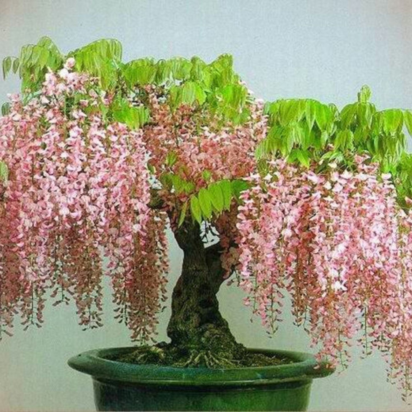 Sakura Bonsai Tree Seeds - 10 Pack - Cherry Blossom - Prunus serrulata - Flowering Plant Seeds for Gardening and Landscaping