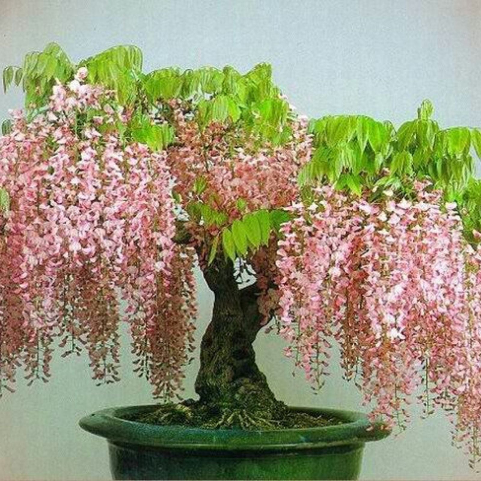 Sakura Bonsai Tree Seeds - 10 Pack - Cherry Blossom - Prunus serrulata - Flowering Plant Seeds for Gardening and Landscaping