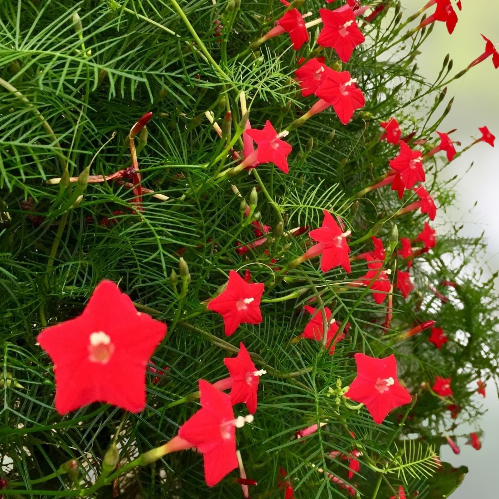 Cypress Vines Seeds 50+ Flowering Hummingbird Vine Ipomoea quamoclit Garden Climber Plant Seeds