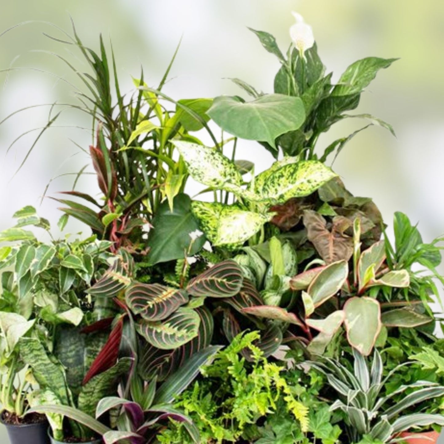 Plant Cutting Variety Pack - 15 Rooted Indoor Plants - Assorted Varieties for Home Gardening