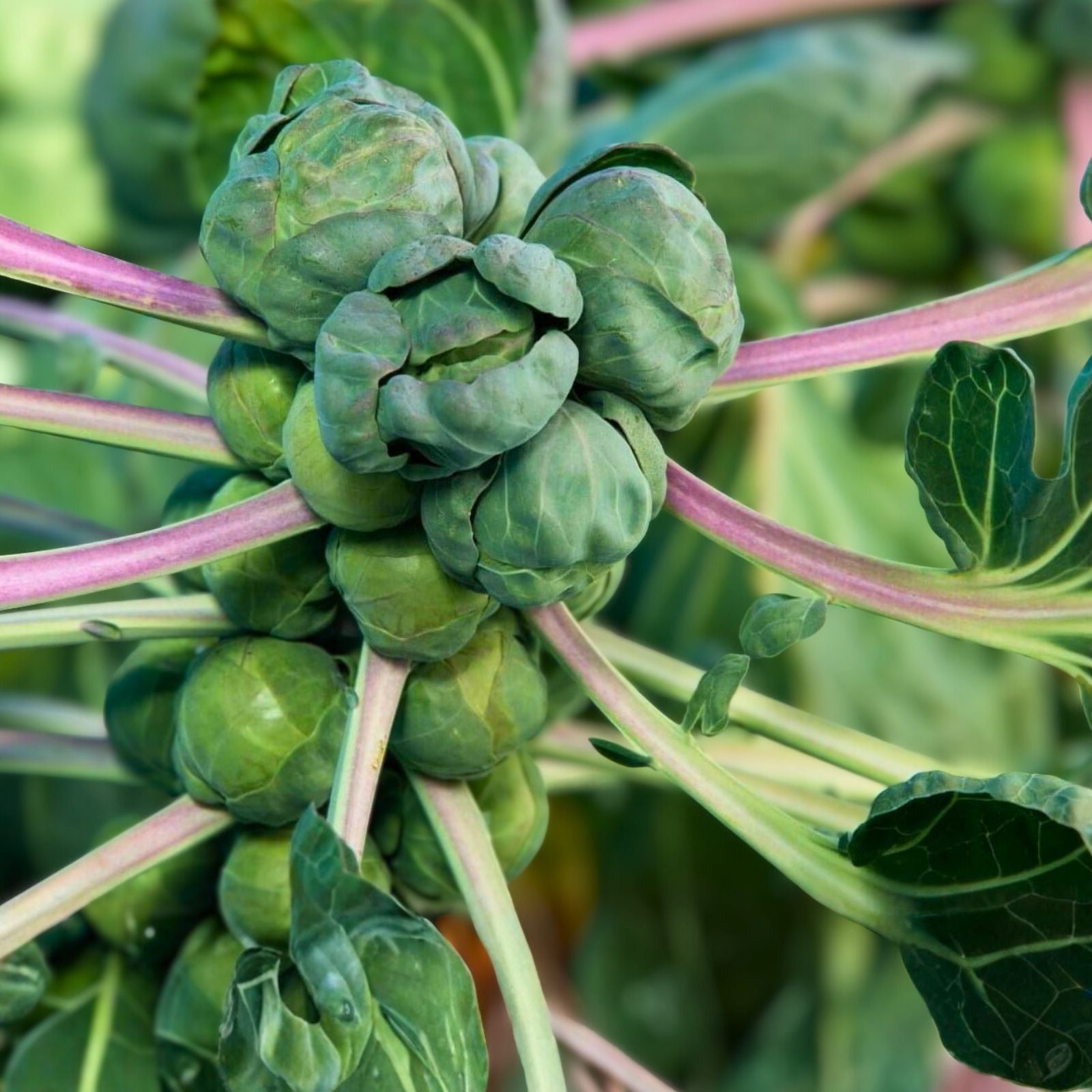 Brussel Sprout Seeds 100 Pack – Organic Non-GMO Heirloom Brassica oleracea var. gemmifera Vegetable Seeds