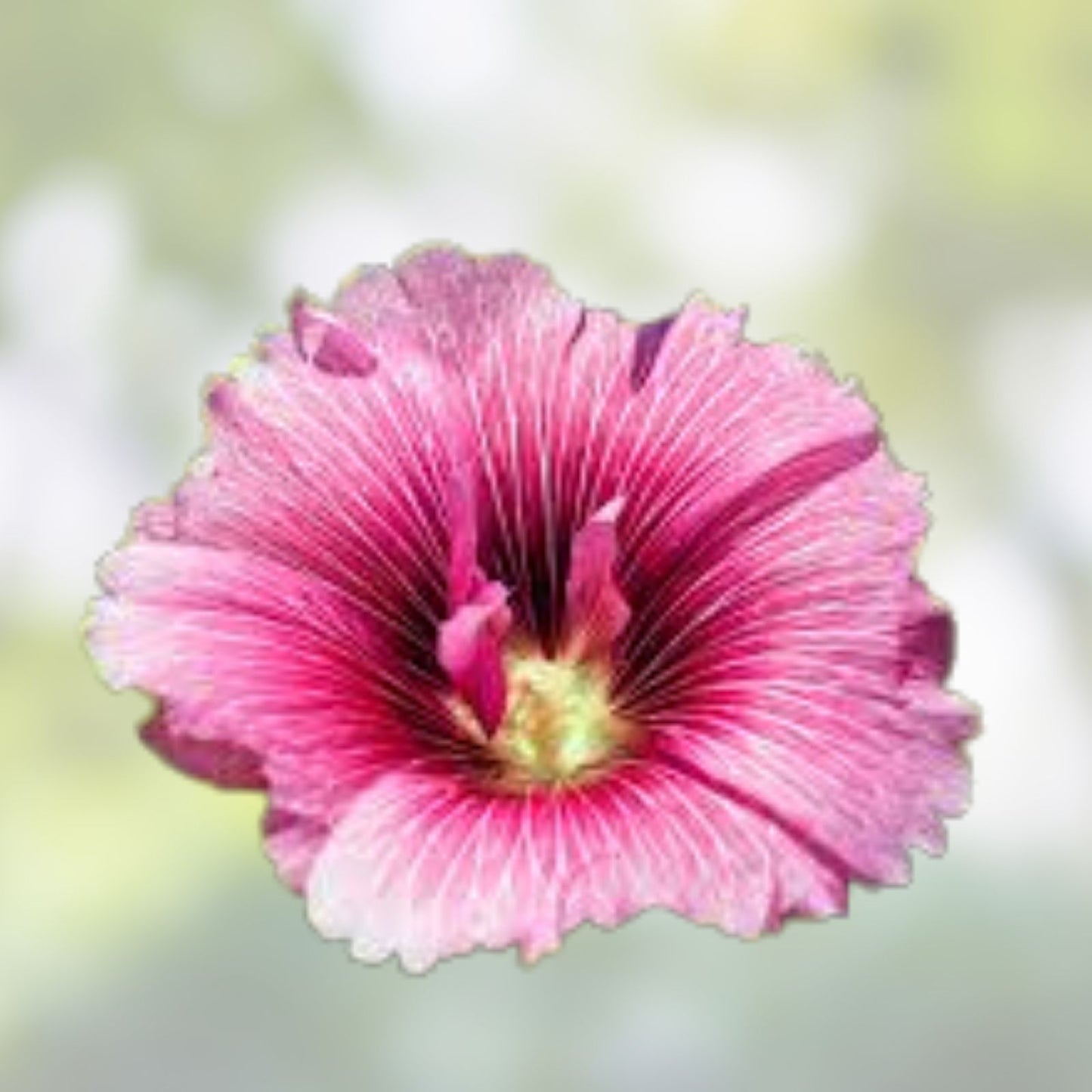 Live Rose Mallow Plant – 12-inch Hardy Hibiscus moscheutos Bare Root – Vibrant Perennial Flowering Plant for Zones 3-8
