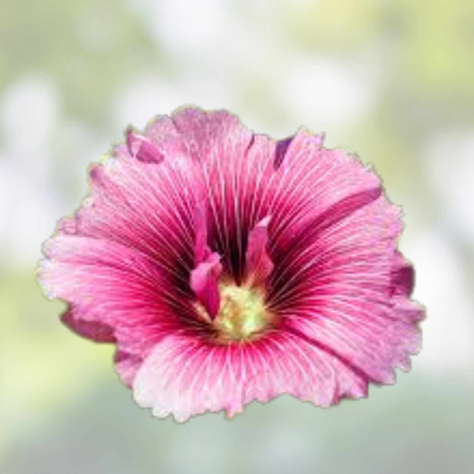 Live Rose Mallow Plant – 12-inch Hardy Hibiscus moscheutos Bare Root – Vibrant Perennial Flowering Plant for Zones 3-8