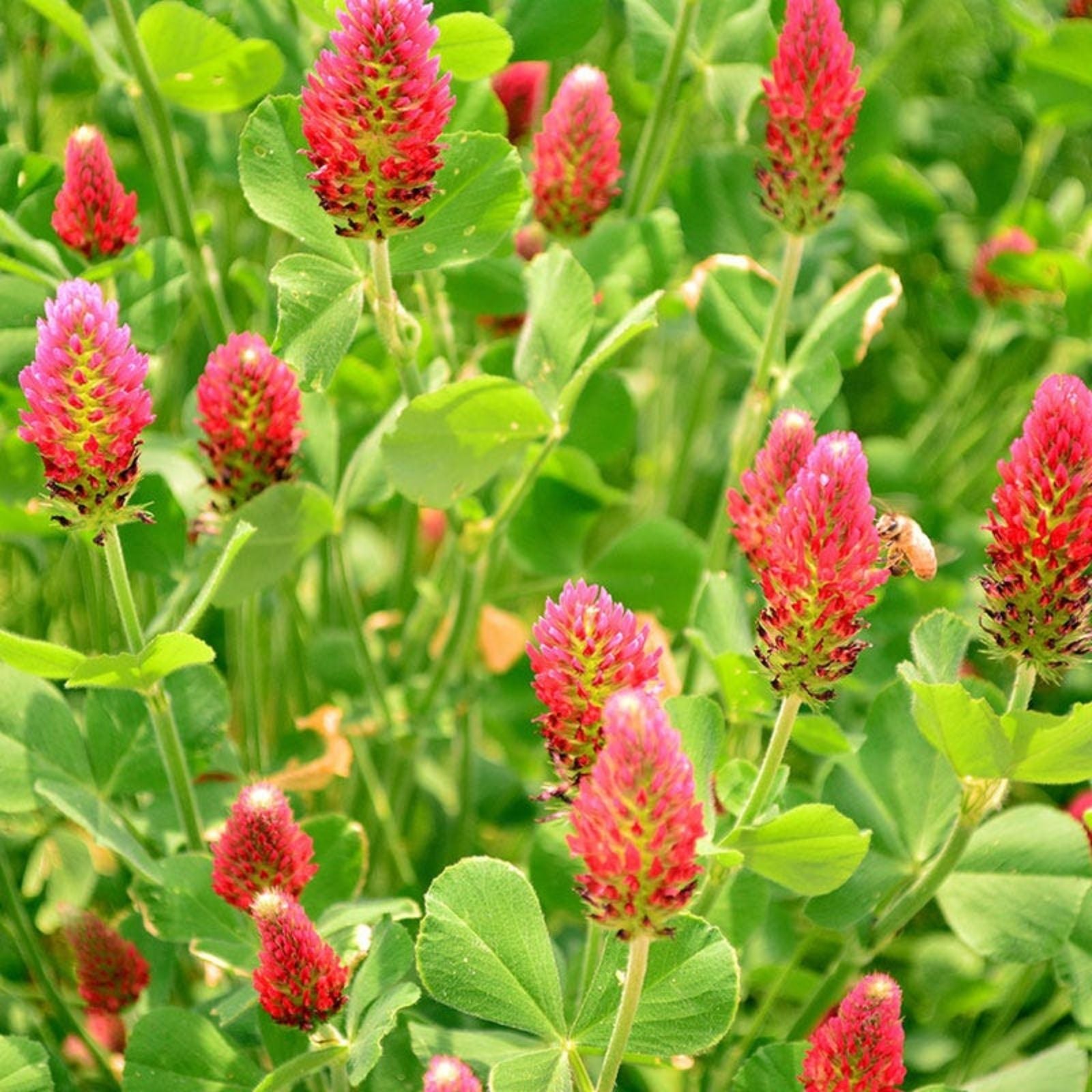 Crimson Clover Seeds 1 lb - Organic Non-GMO Cover Crop Trifolium incarnatum for Soil Improvement
