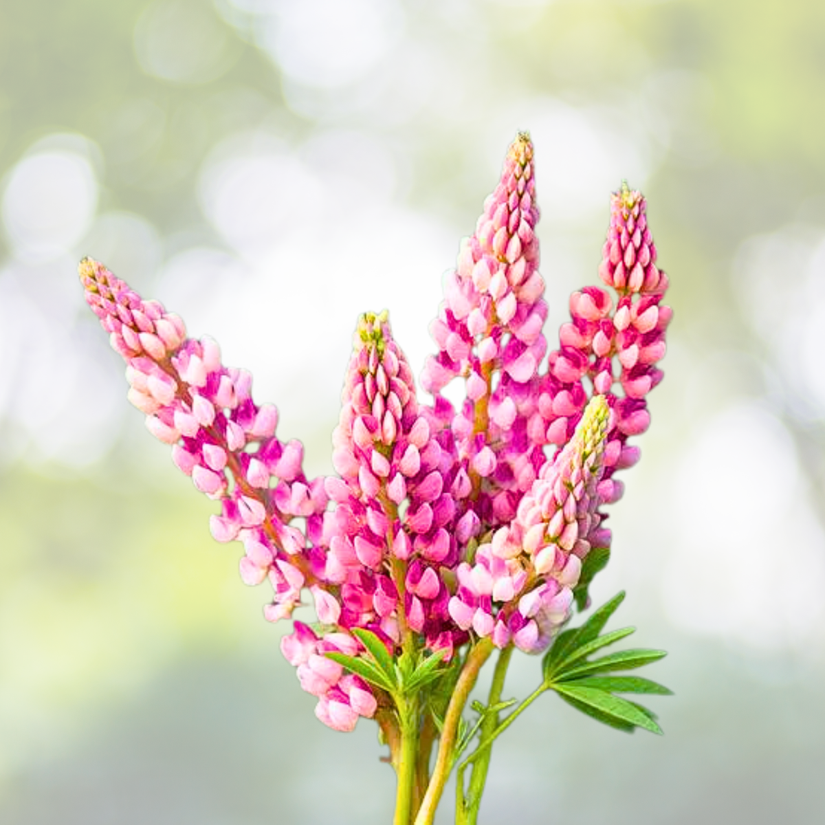 Russell Lupine Seeds - 20 Non-GMO Apricot Perennial - Hummingbird Attracting - Lupinus polyphyllus - USA Grown