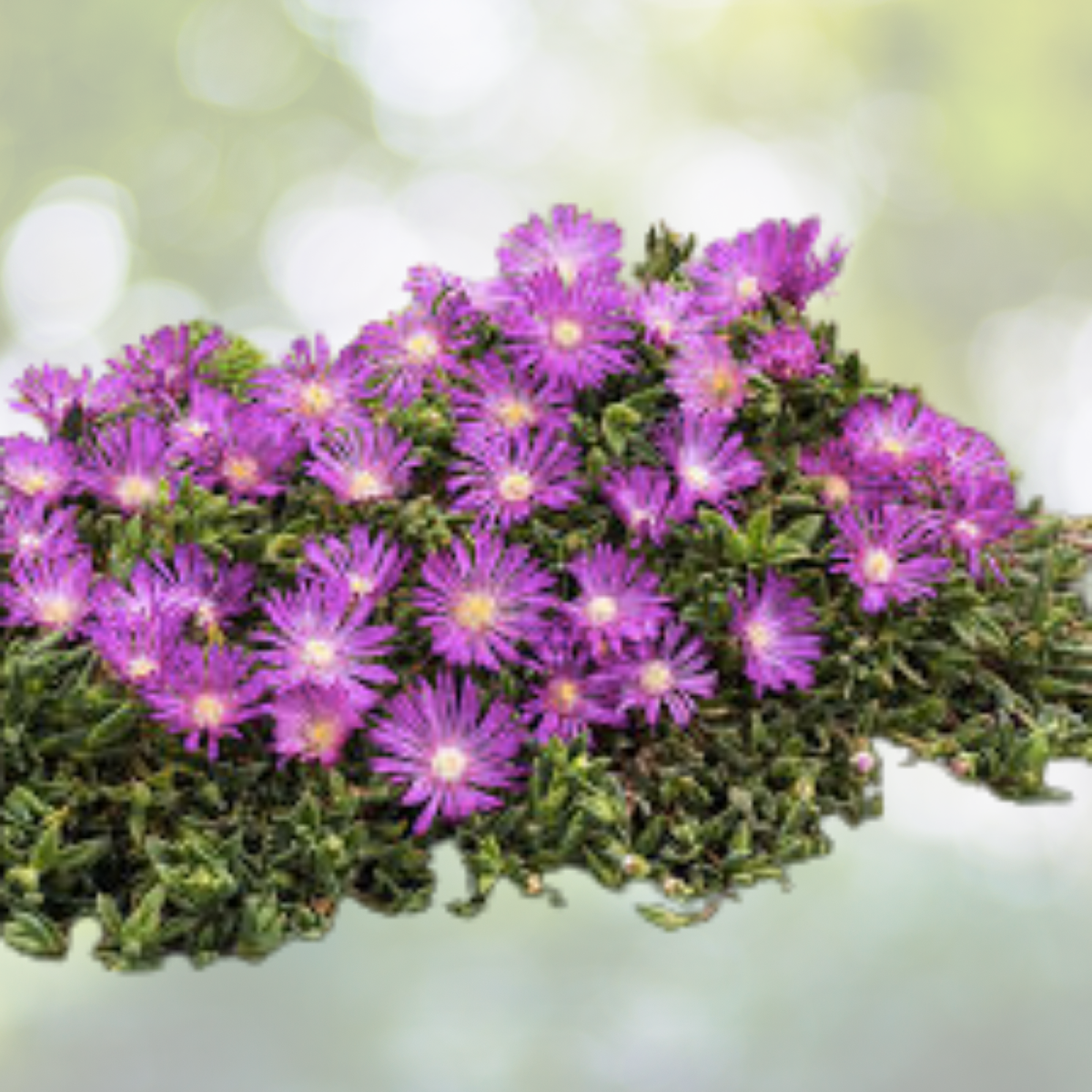 Creeping Ice Plant Cuttings 25 Pack Purple Pink Succulent RARE Mesembryanthemum Crystallinum Ground Cover