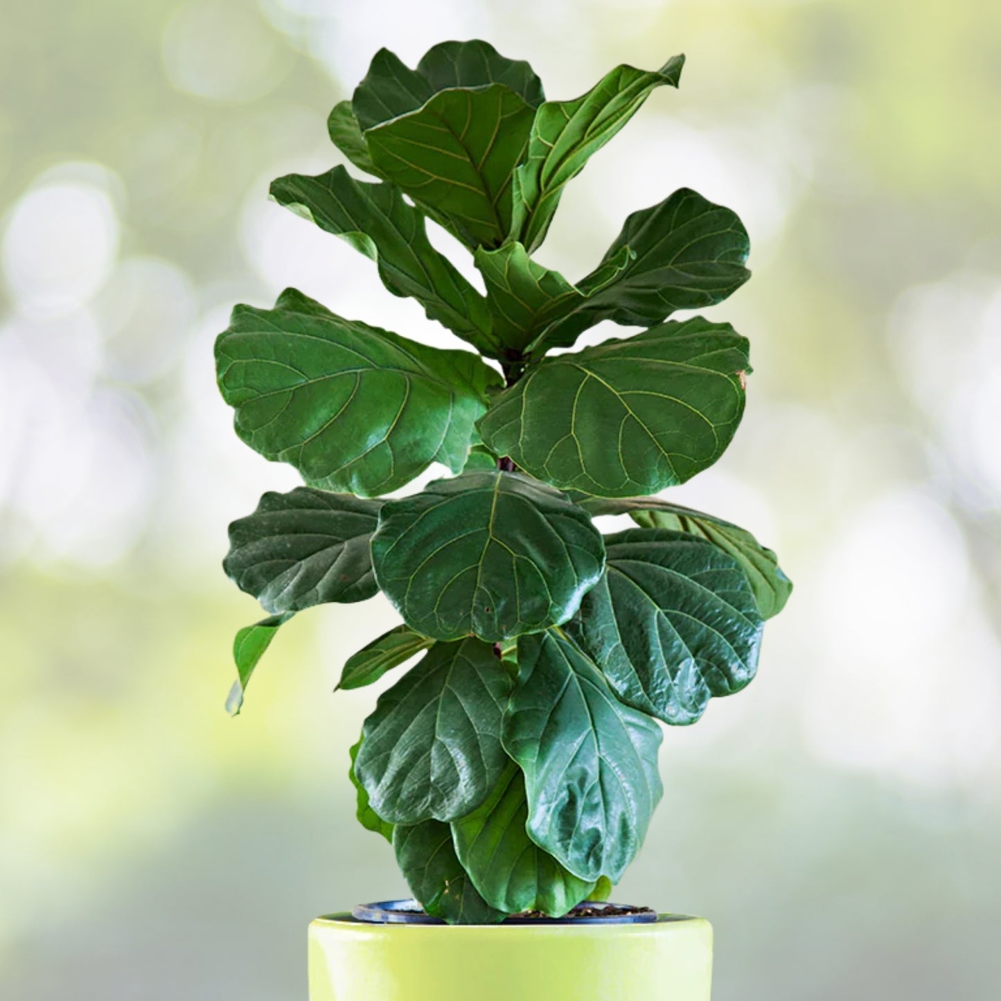Fiddle Leaf Fig Plant 6in Pot - Ficus Lyrata Indoor Houseplant with Large Glossy Leaves - Decorative Greenery for Home Decor
