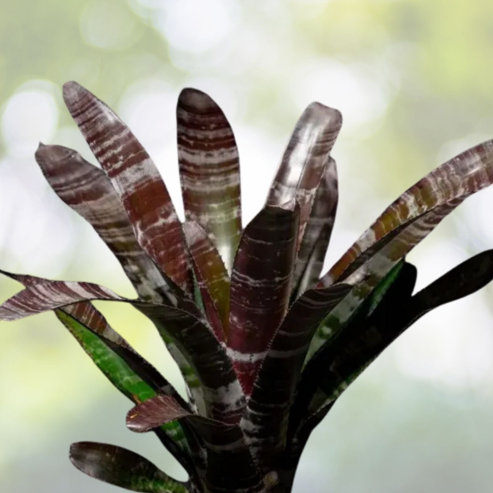 Aechmea Black Ghost 6" Pot - Tropical Bromeliad Plant - Aechmea 'Black Ghost' - Unique Indoor Houseplant Decor