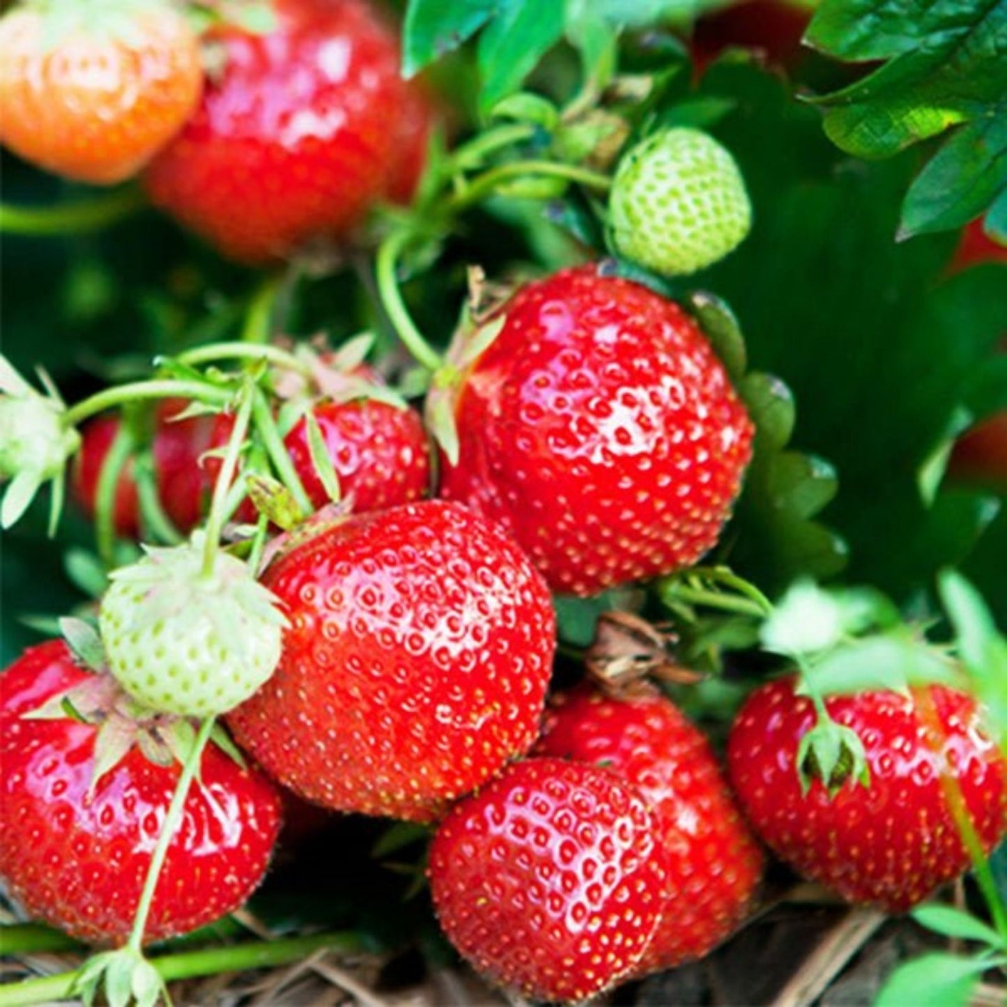 Eversweet Everbearing Strawberry Plants Set of 6 – Live Bare Root, Disease Resistant, Fragaria × ananassa, Zones 5-8