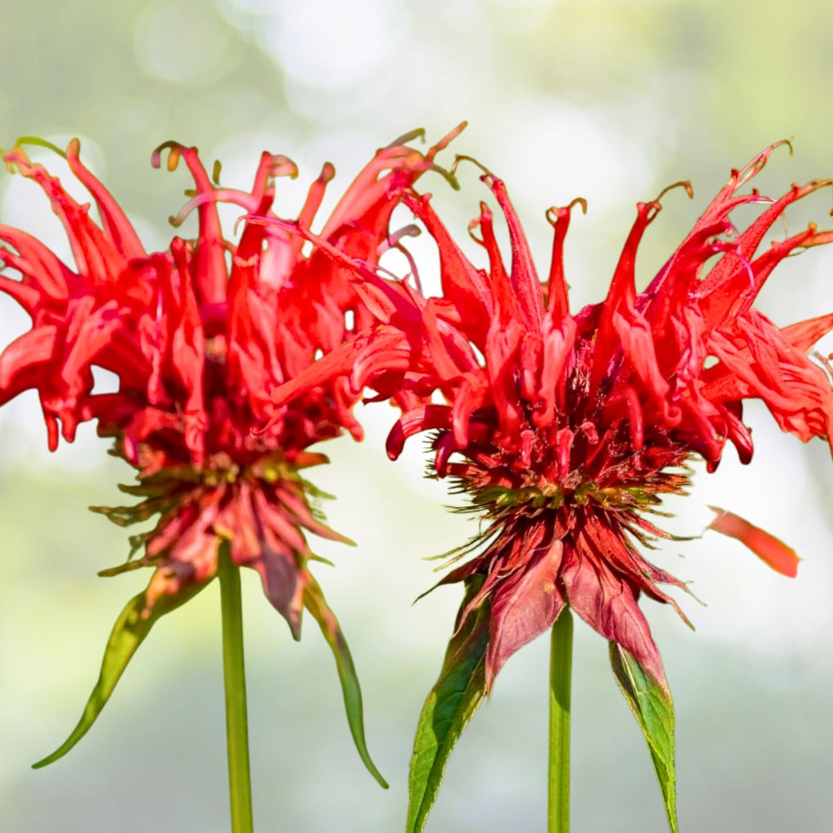 Bee Balm Live Plant 4"-9" Organic Perennial Monarda Fistulosa for Bees & Hummingbirds, Non-GMO, Beneficial Pollinator Plant