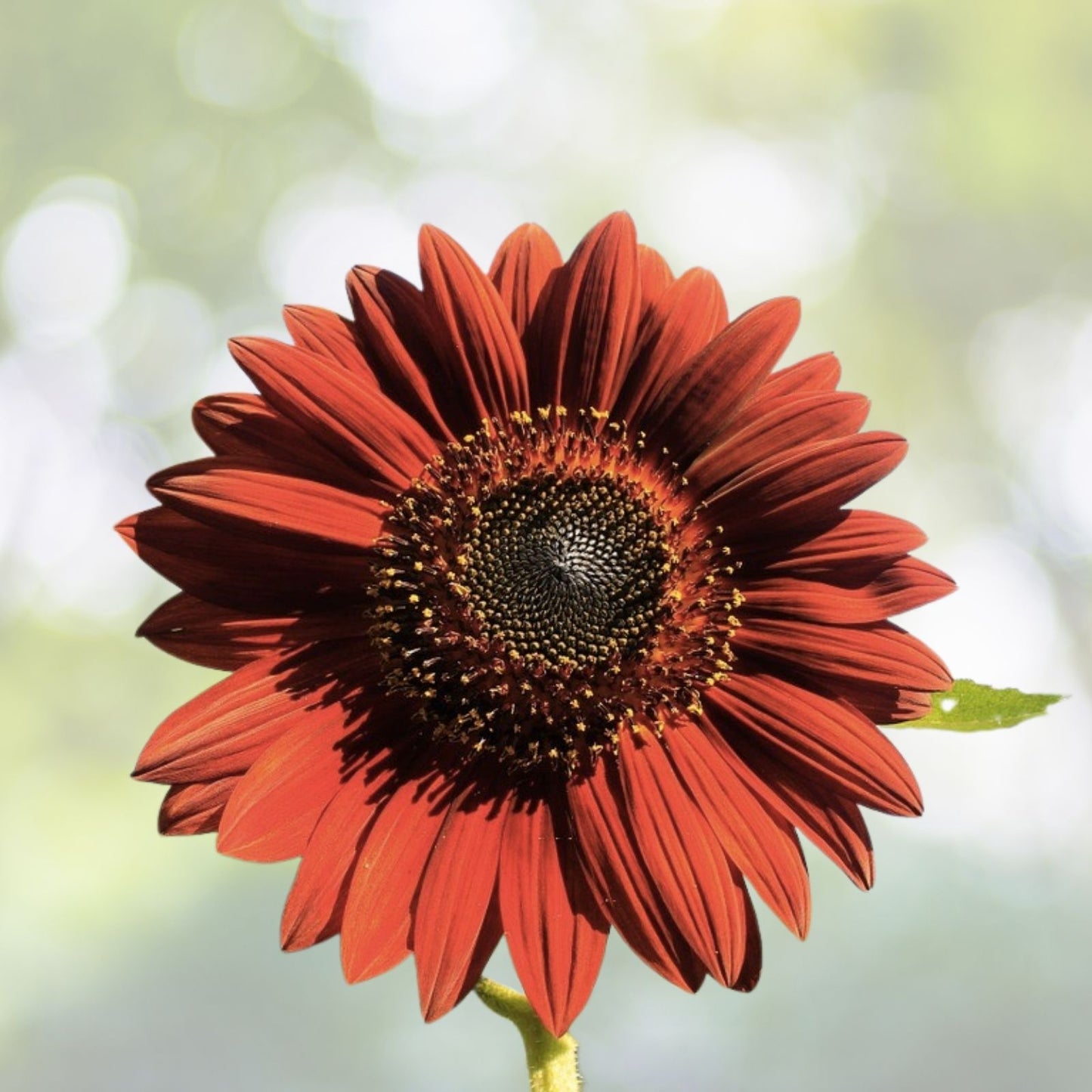 Velvet Queen Tall Sunflower Seeds - 100+ Non-GMO Heirloom Red & Orange Flowers (Helianthus annuus)