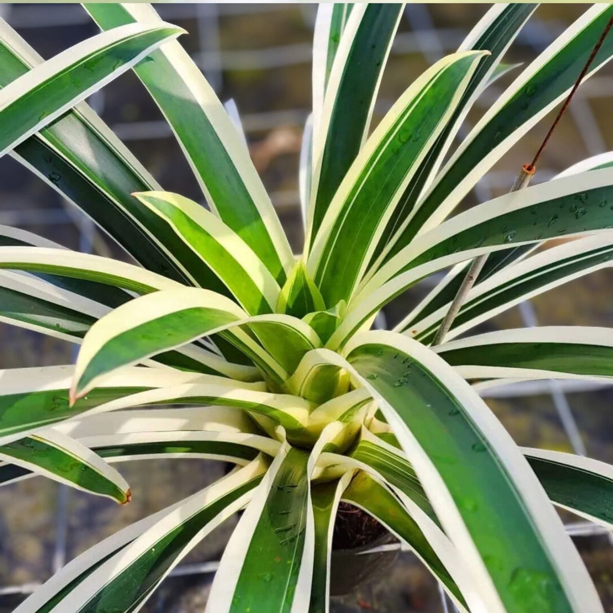 Guzmania Denise Plant 6" Pot Tropical Bromeliad Guzmania spp. Vibrant Indoor Houseplant for Home Decor