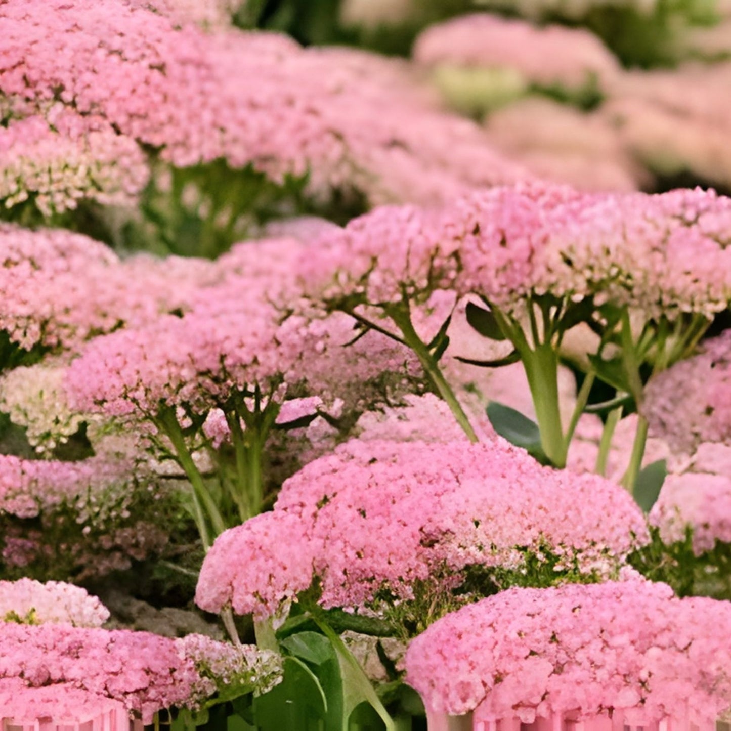 Sedum 'Autumn Joy' Cutting | Hardy Succulent Ground Cover | Sedum Telephium Plant | Easy to Grow Perennial