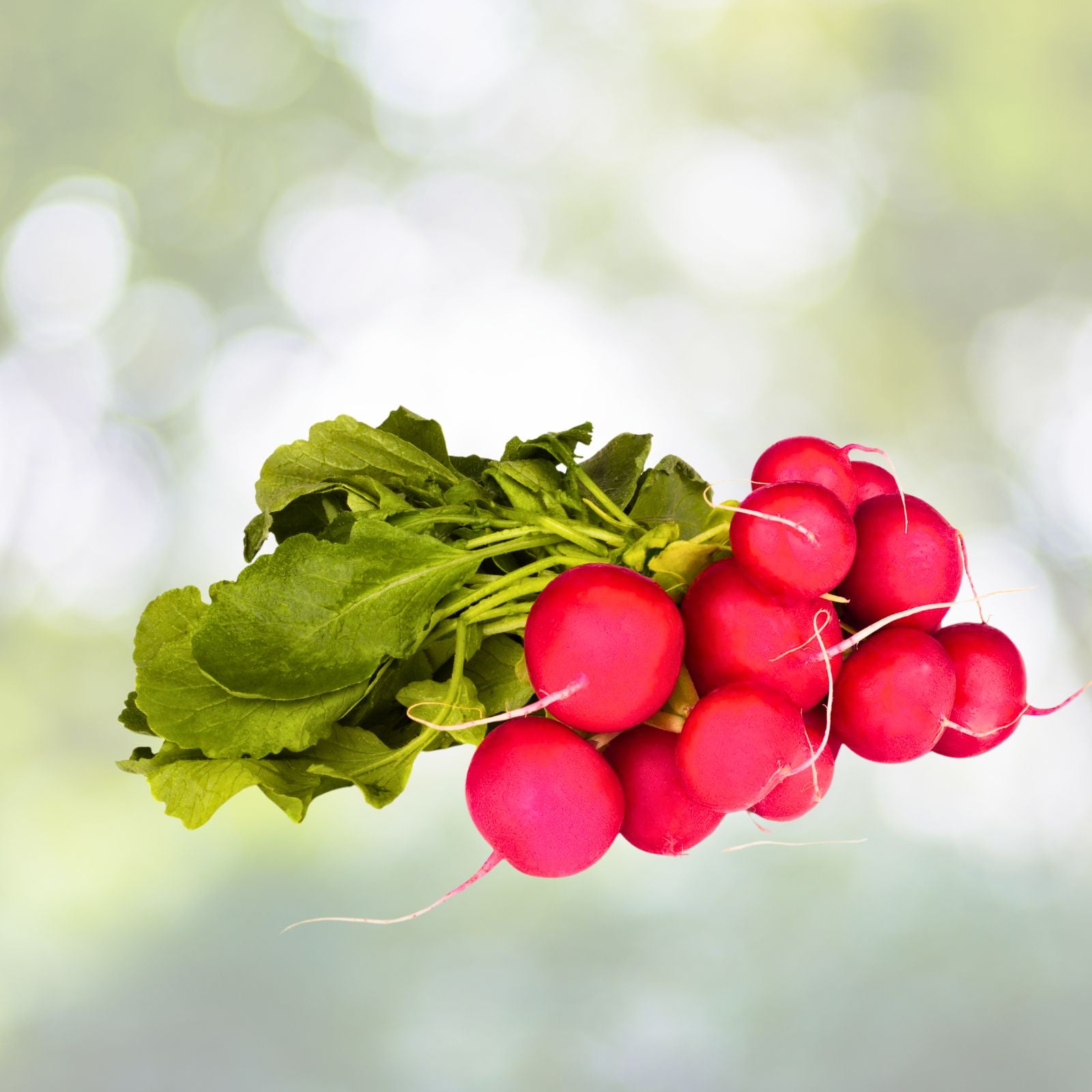 Champion Heirloom Radish Seeds 100+ Non GMO Organic Cherry Red Fast Maturing 22 Days