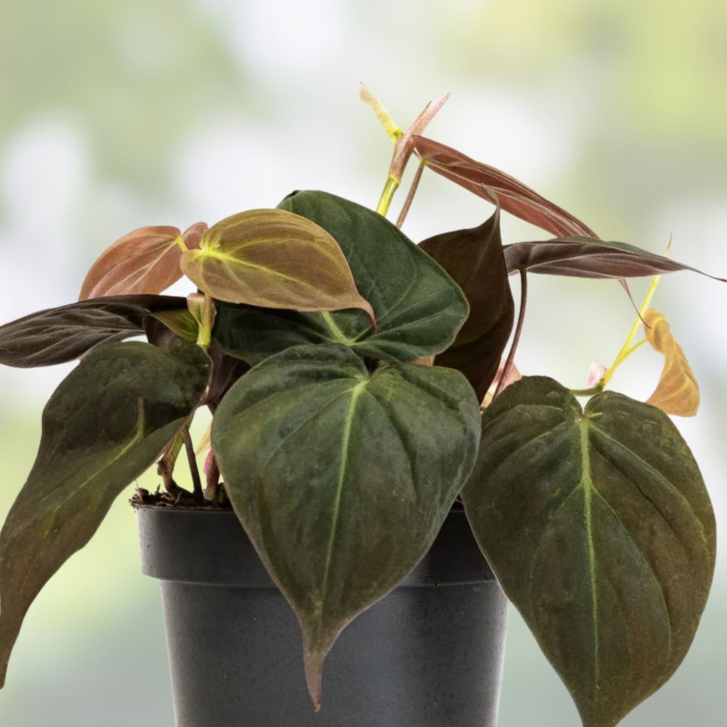 Philodendron Micans 4" Potted Plant - Velvet Green Heart Leaves, Indoor Houseplant, Philodendron micans