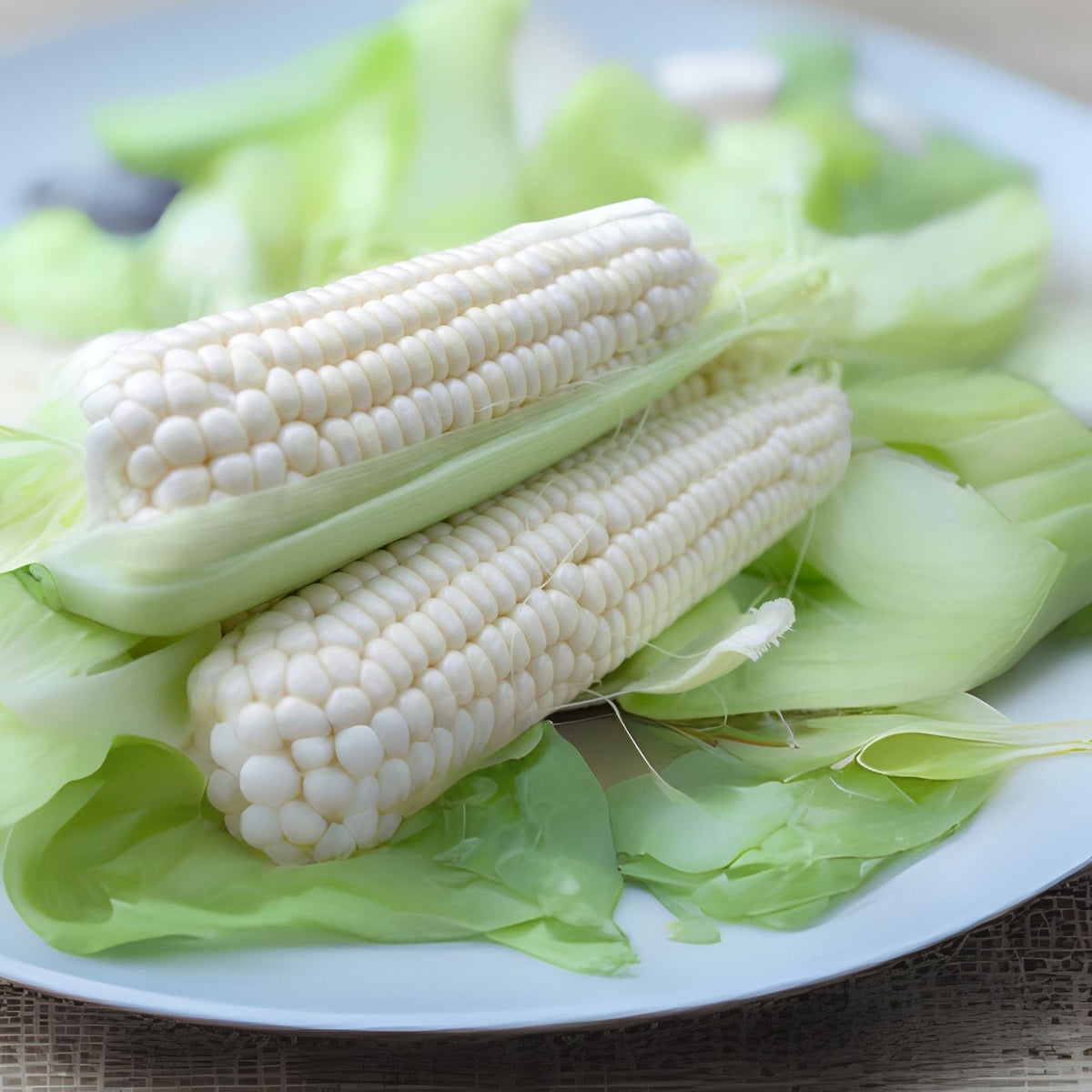 White Corn Seeds - 75 Seeds - Top Producer - Zea mays