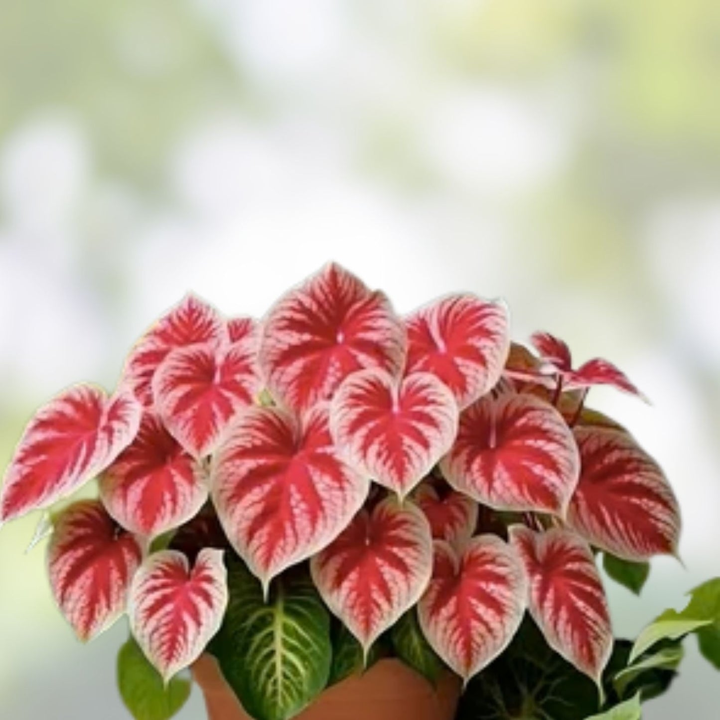 Caladium Bulbs 6 Pack Rosebud Variety Perennial Elephant Ears Caladium bicolor for Planting