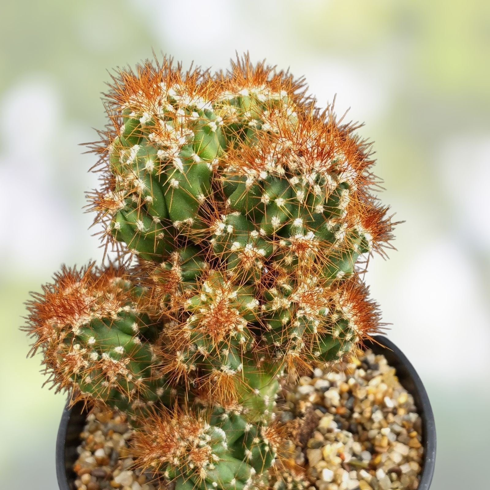 Peruvian Apple Cactus Cutting 12" Monstrose Unrooted Cereus peruvianus Succulent Plant