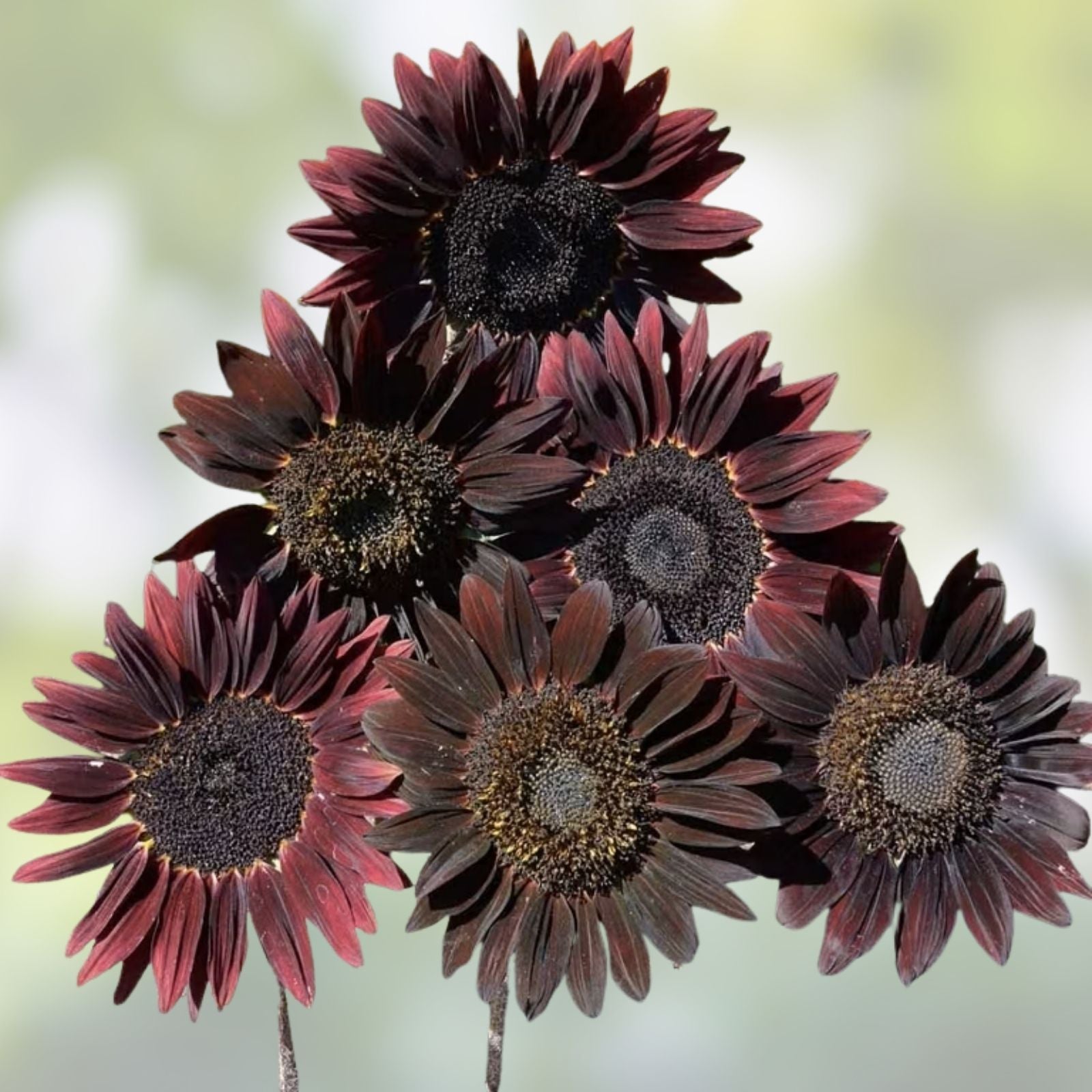 Chocolate Sunflower Seeds 50 Pack | Exotic Chocolate Variety for Planting | Helianthus annuus
