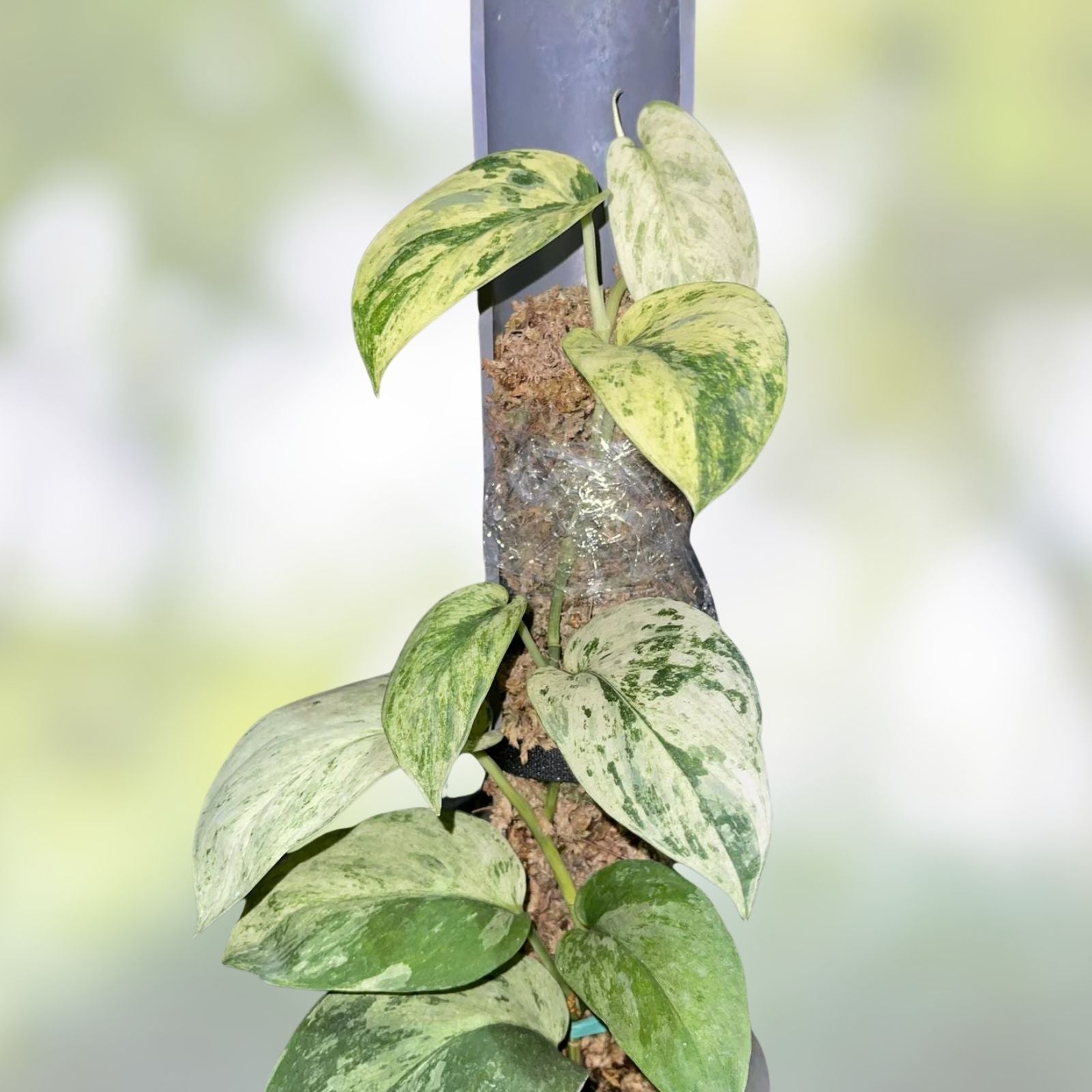 Rooted Cutting Scindapsus Jade Satin Marble Live Plant Epipremnum aureum from US Seller