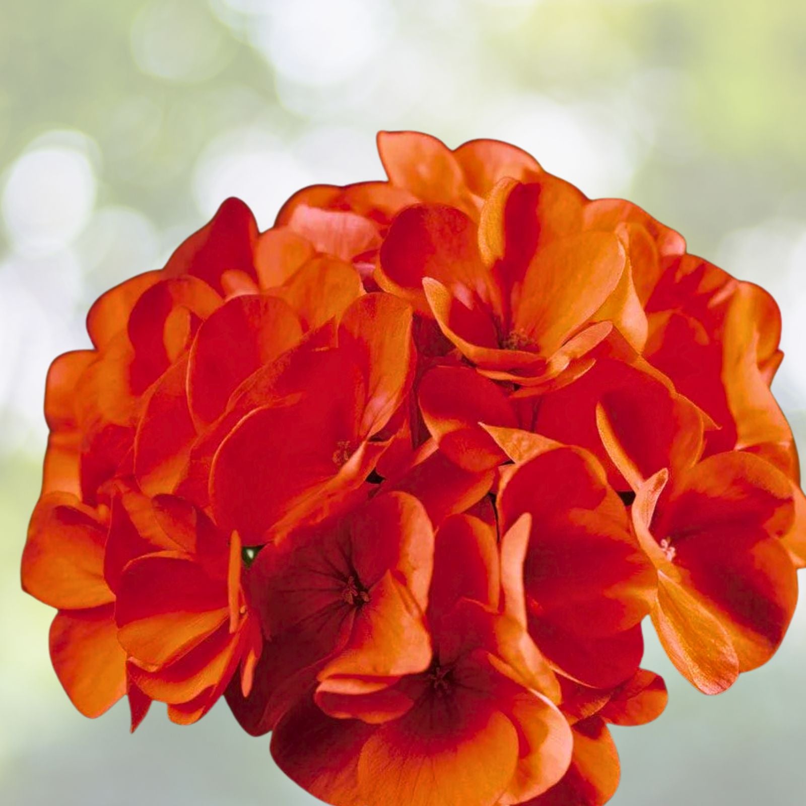 Geranium Cuttings, 6 Inches, Bright Orange Flowers, Pelargonium spp., 3 Pieces - Ideal for Gardening and Home Decor