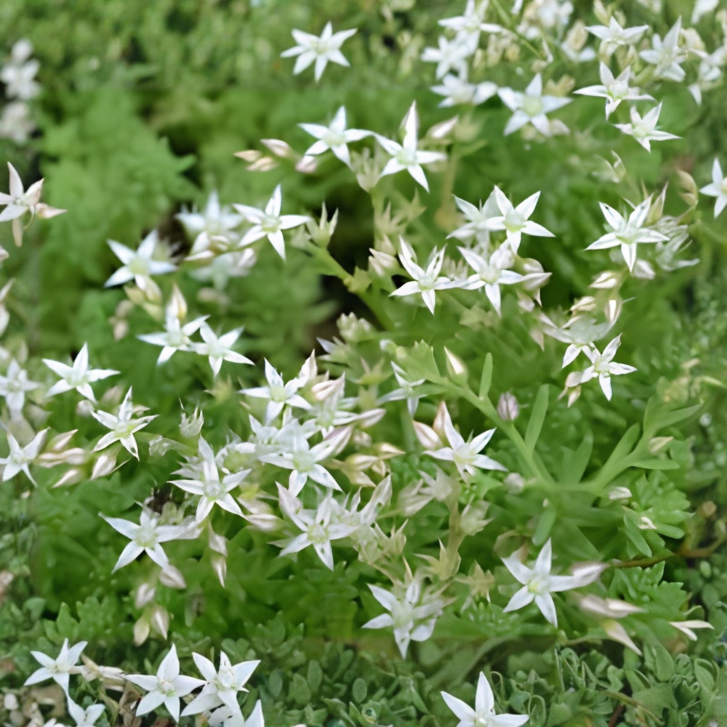 Sedum Oktoberfest Seeds - 200 Seeds - Drought-Tolerant Ground Cover - Autumn Colors - Sedum Acre - Easy to Grow Plant Seeds