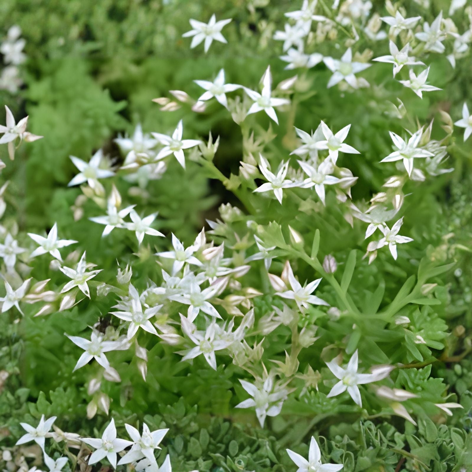 Sedum Oktoberfest Seeds - 200 Seeds - Drought-Tolerant Ground Cover - Autumn Colors - Sedum Acre - Easy to Grow Plant Seeds