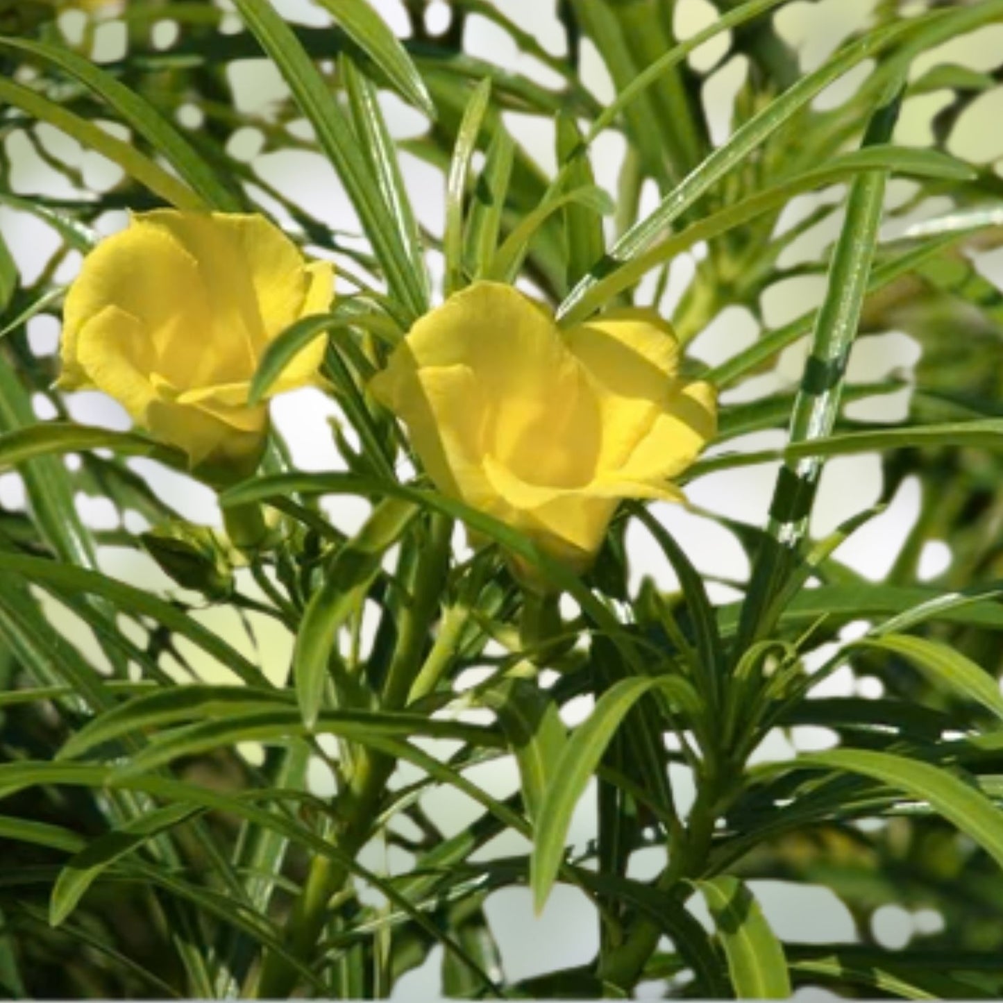 Lucky Nut Bush Seeds 5 Pack - Thevetia peruviana Tropical Garden Plant - Hardy Evergreen Shrubs