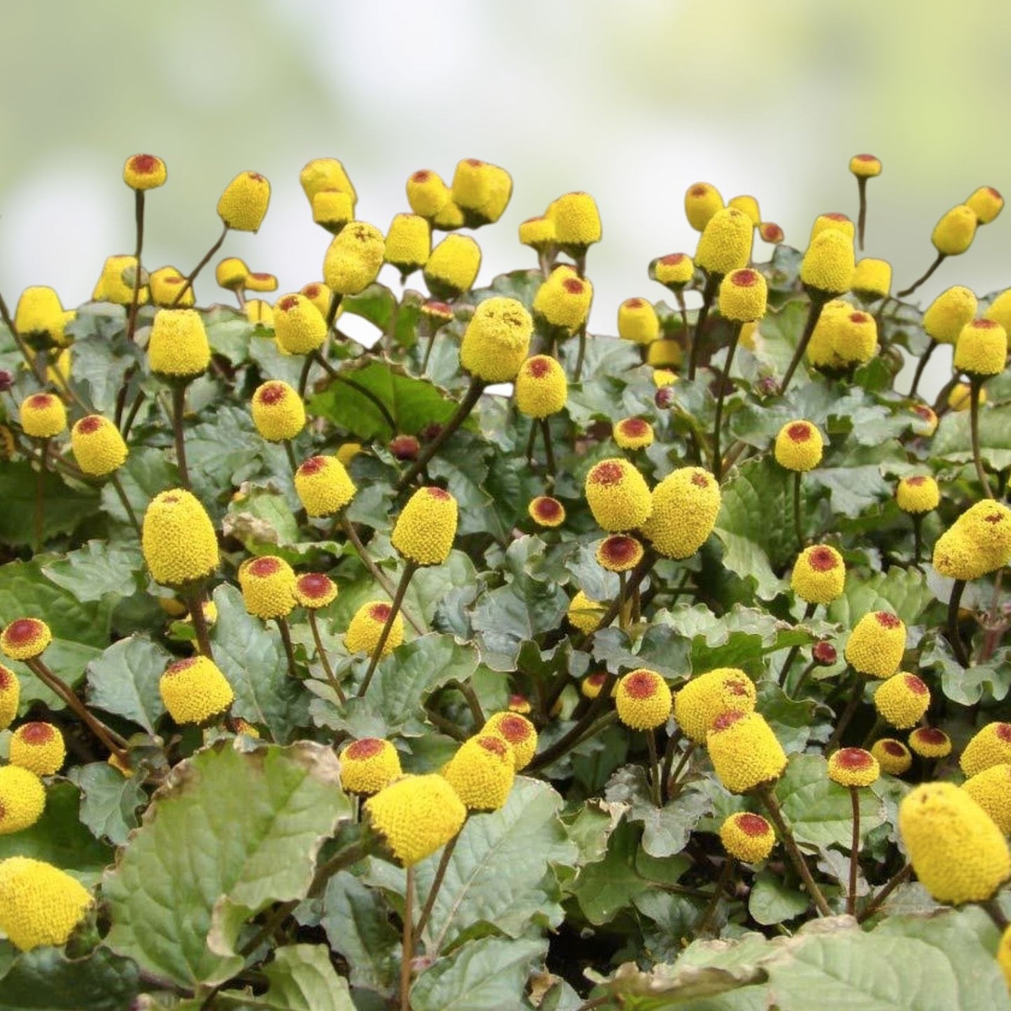 Toothache Plant Seeds 150+ Buzz Button Acmella oleracea Exotic Herb for Garden or Indoor Growing