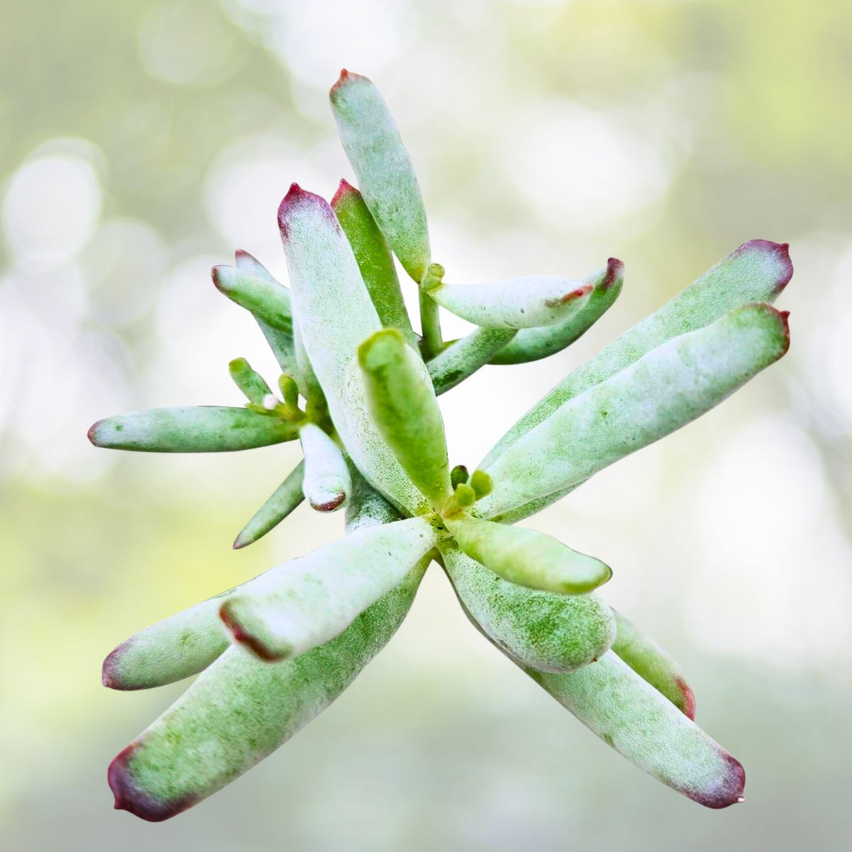 Cotyledon Orbiculata Succulent | 2" White Rare South African Plant with Fleshy Leaves | Unique Indoor Decor Plant