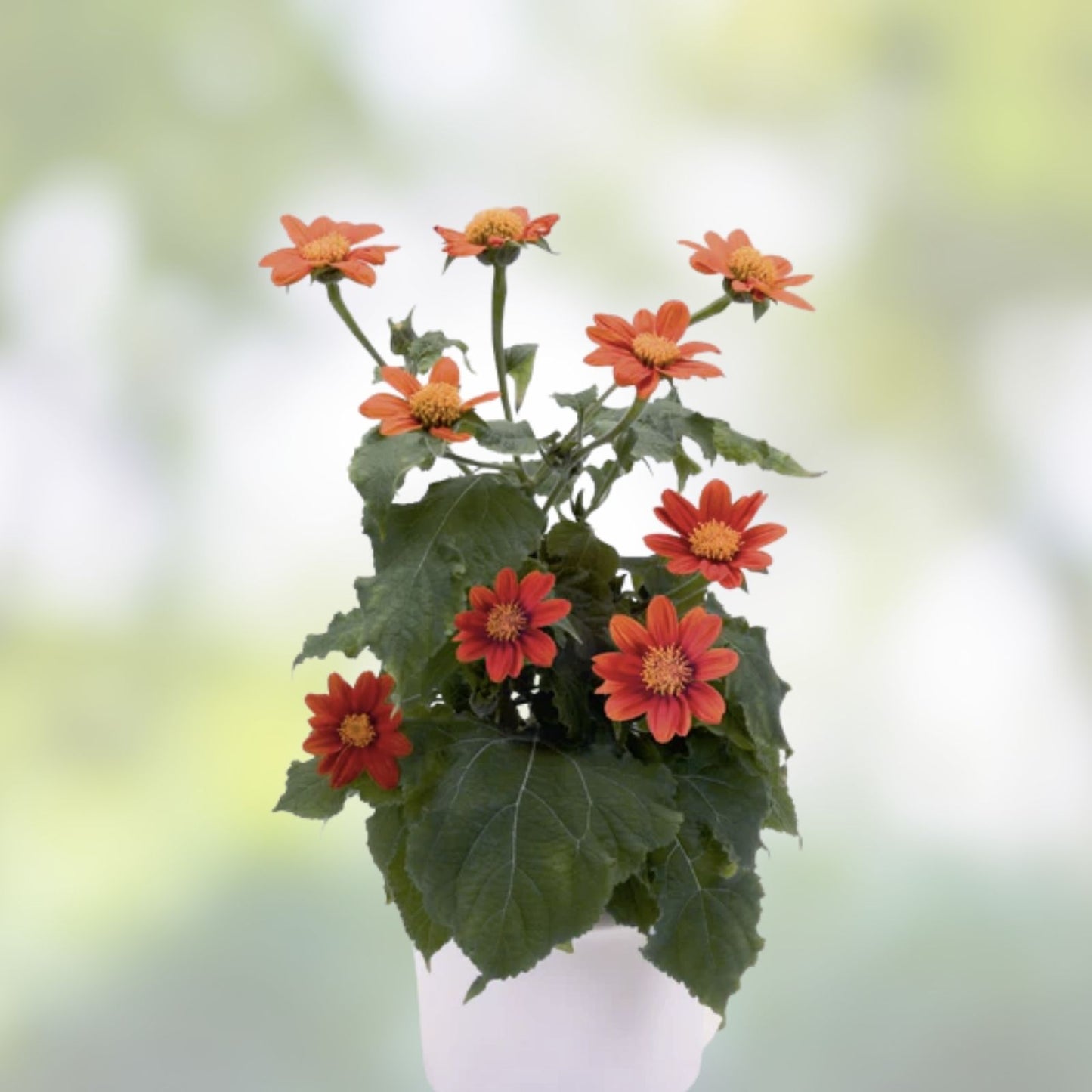 Tithonia Seeds 50 Fiesta del Sol Organic Flower Seeds - USA Grown, Free Shipping
