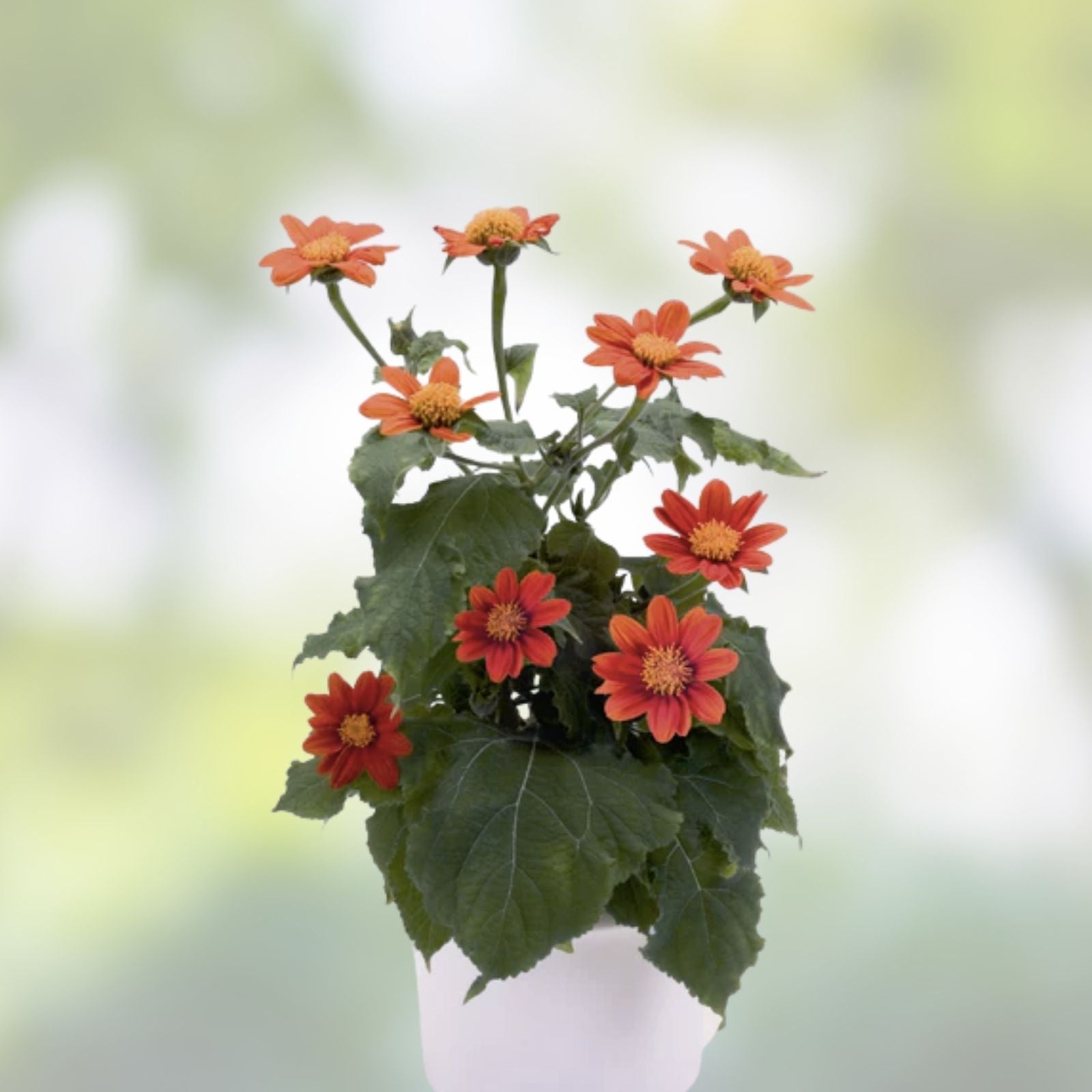 Tithonia Seeds 50 Fiesta del Sol Organic Flower Seeds - USA Grown, Free Shipping