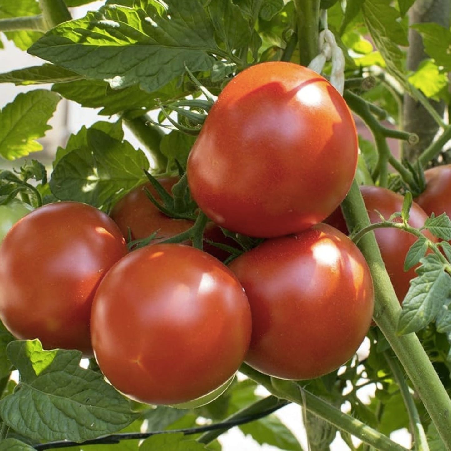 Big Beef Tomato Seeds - 30+ Heirloom Variety - Solanum lycopersicum - Organic Vegetable Seeds for Gardening