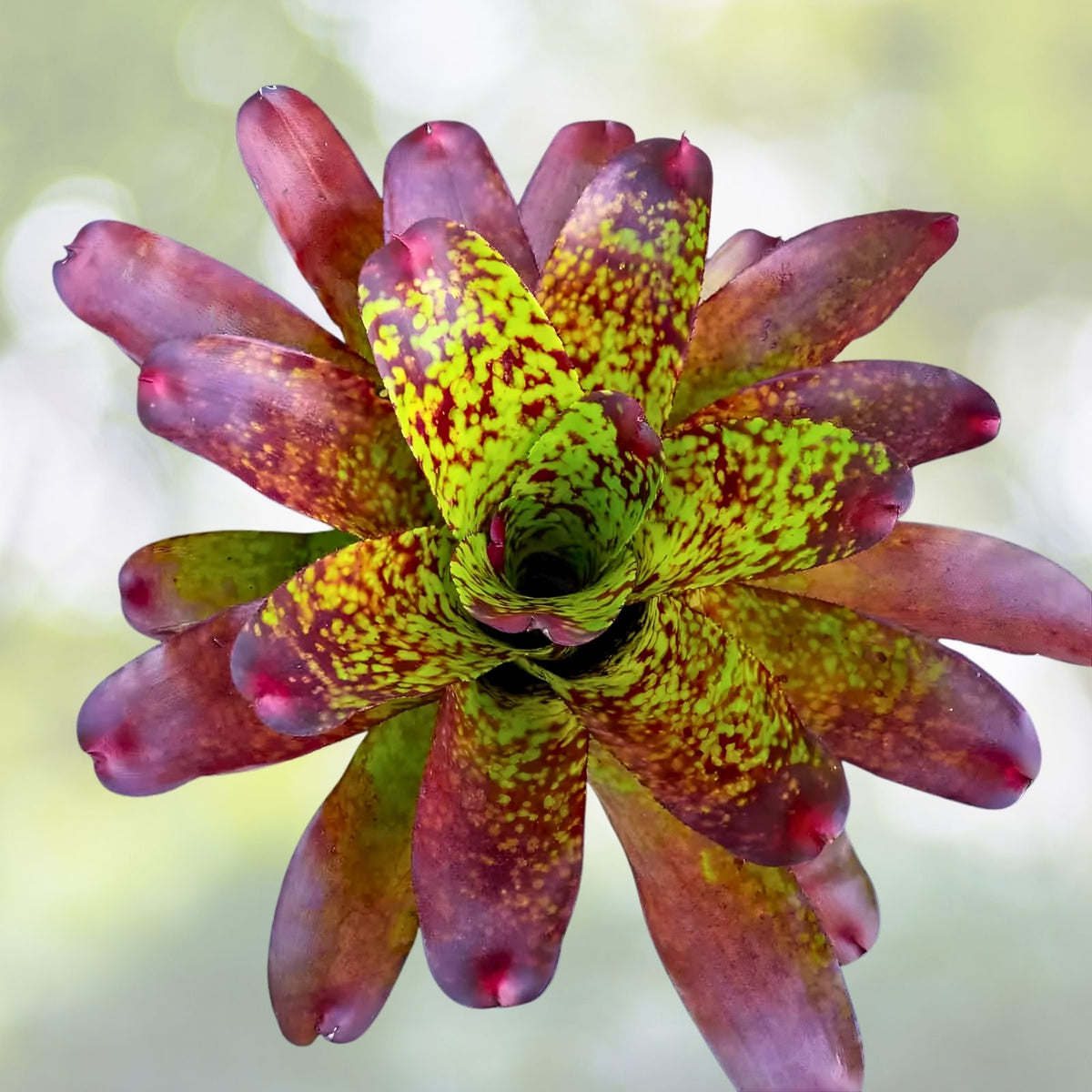 Bromeliad Plant 6” Neoregelia 'Green Eyes' - Tropical Indoor Decor, Easy Care Air Purifying Houseplant
