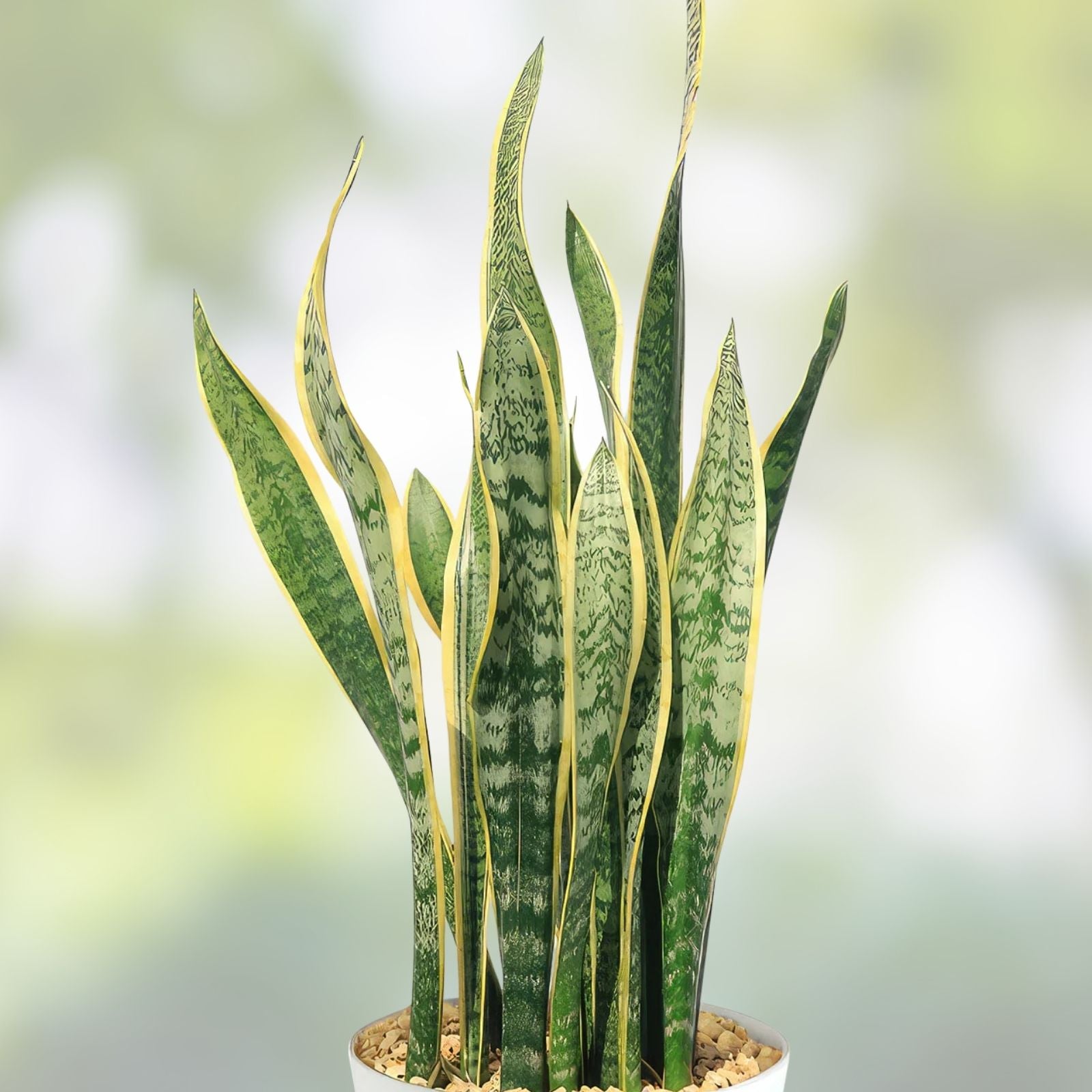Sansevieria Snake Plant Starter Leaf Cuttings 8” – Mother-in-Law's Tongue Sansevieria trifasciata