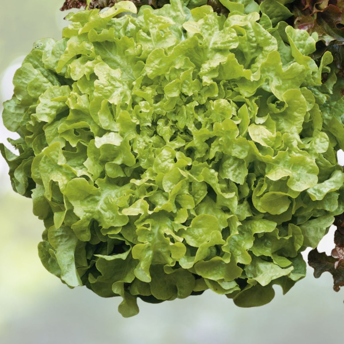 Salad Bowl Lettuce Seeds | NON-GMO Heirloom | Fresh Garden Variety | Lactuca sativa | Culinary Herb Seeds for Home Garden