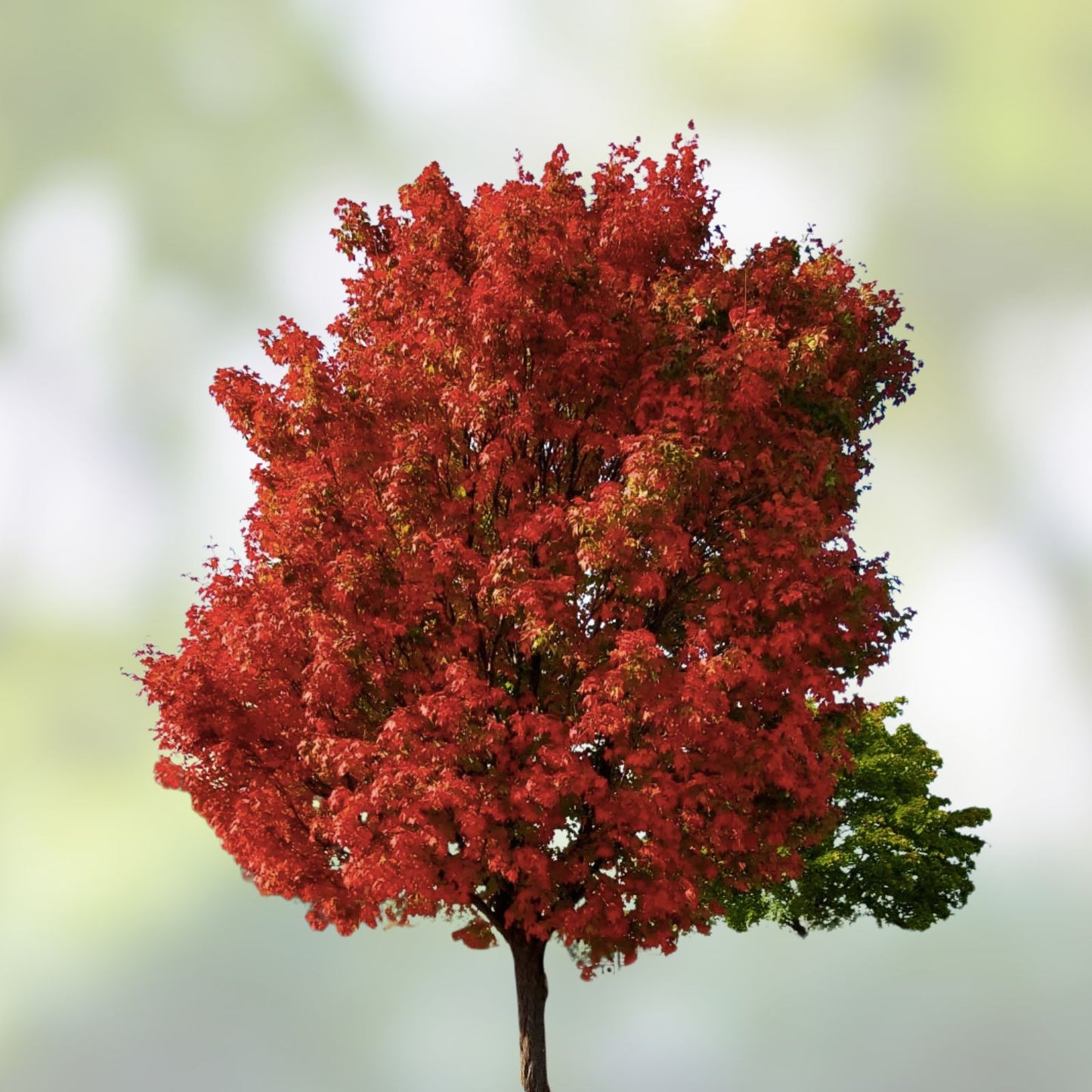 Red Maple Tree Seeds - 50 Pack - Stunning Red Leaves - Acer rubrum - Ornamental Tree Seeds for Gardening and Landscaping