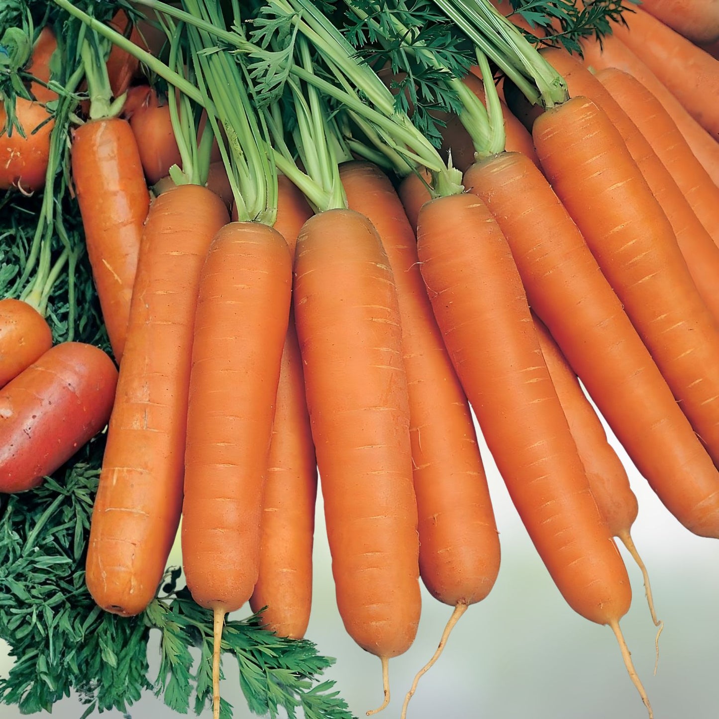 Scarlet Nantes Carrot Seeds - 100+ Heirloom Daucus carota Vegetable Seeds for Planting