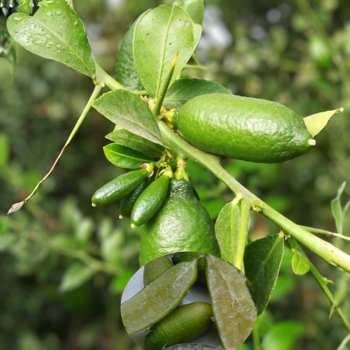 Grafted Australian Finger Lime Plant 1-2 Feet - Citrus australasica - Indoor/Outdoor Edible Garden