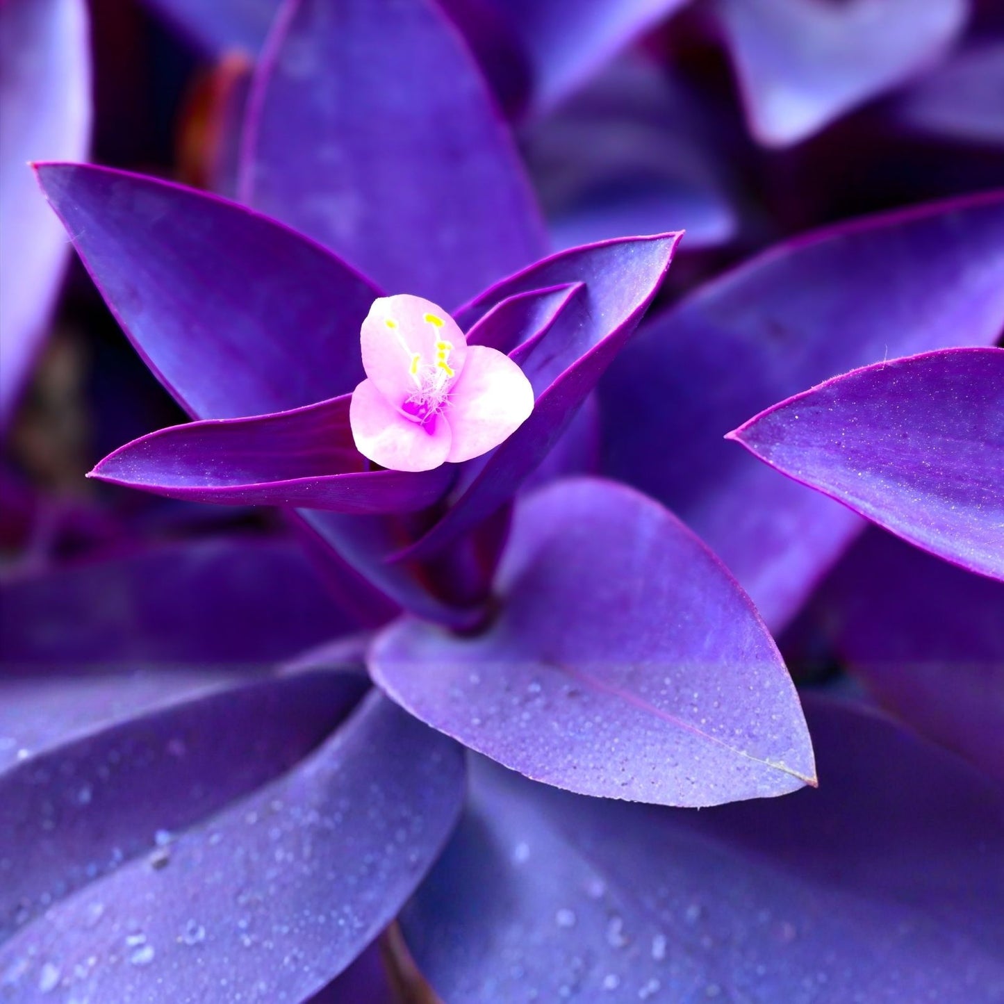 Large Purple Heart Tradescantia Pallida Cuttings – 7 Live Perennial Plants for Easy Gardening, Indoor and Outdoor Decor