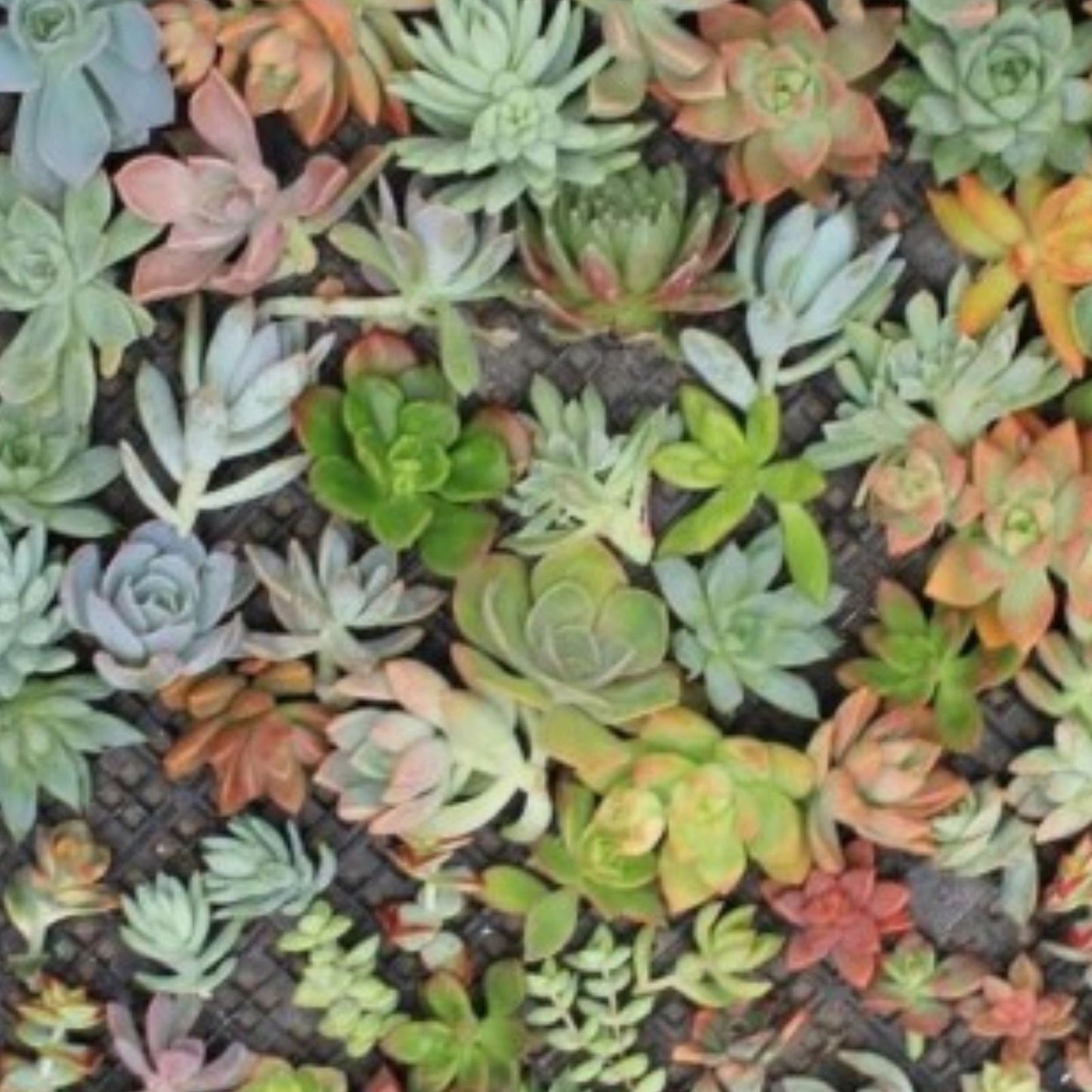 Cactus Cutting Succulent #41 - Easy Care Indoor Plant for Terrariums and Home Decor - Opuntia microdasys