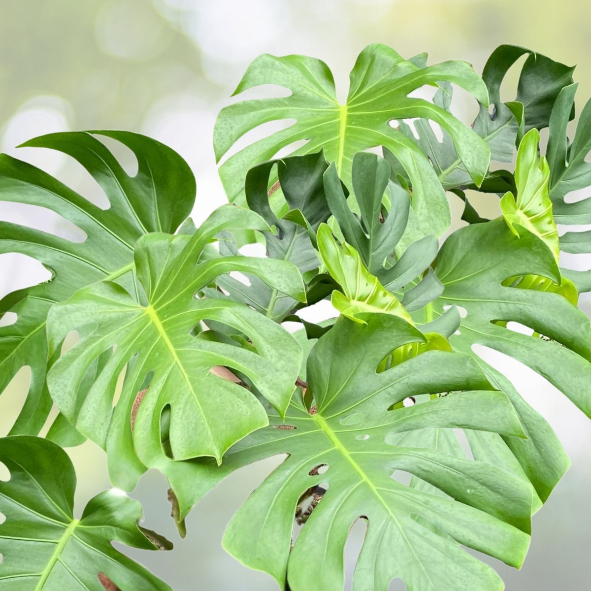 Monstera Deliciosa Plant in 7 Gallon Pot - Large Swiss Cheese Plant for Indoor Decor (Monstera Deliciosa)