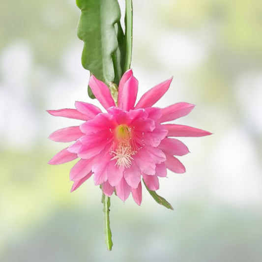 Epiphyllum Cuttings 8-10 Inches Marmalade Punch Unrooted Hybrid Succulent Plant