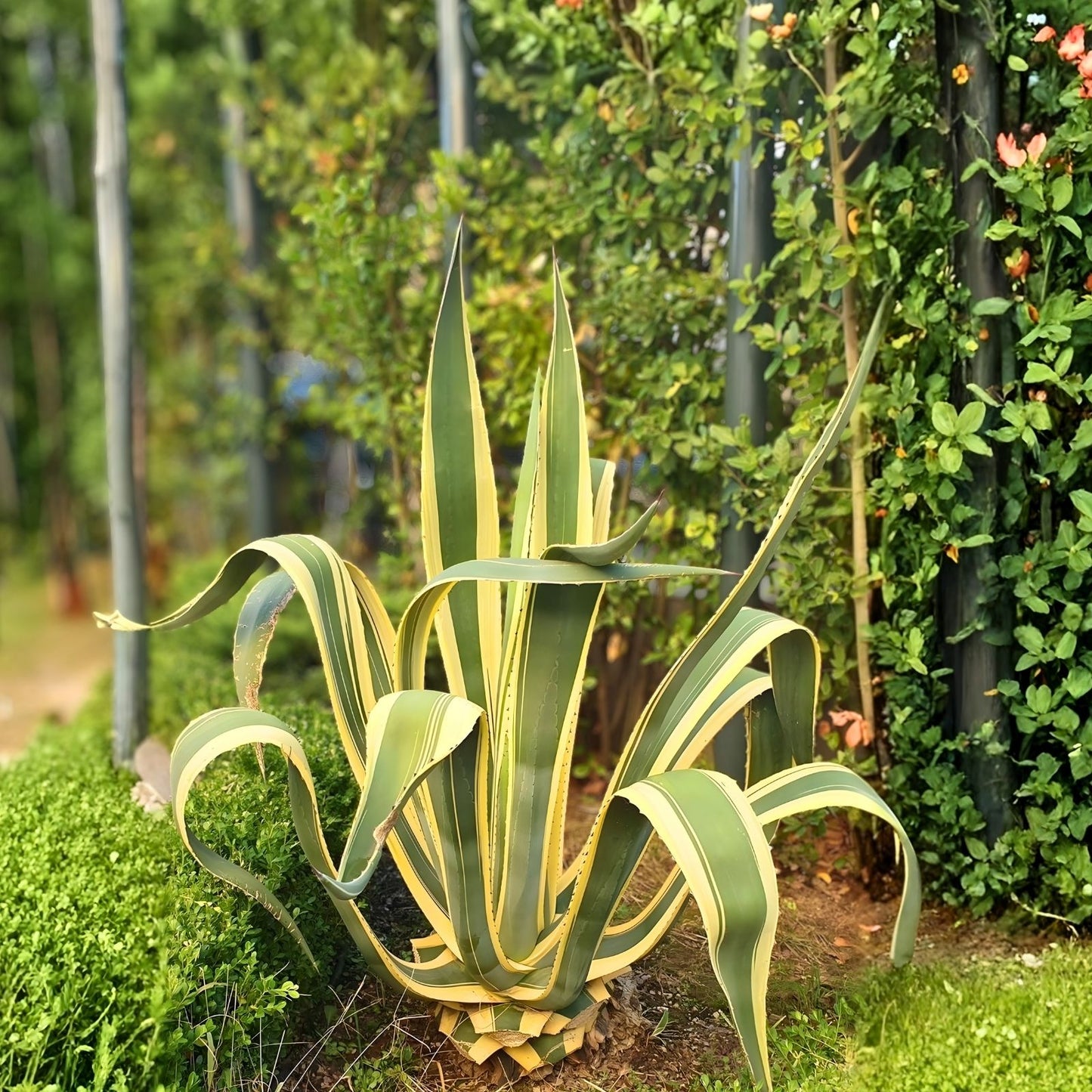 Variegated Agave Americana Succulent 6-12" Century Plant Green and Yellow Decorative Plant