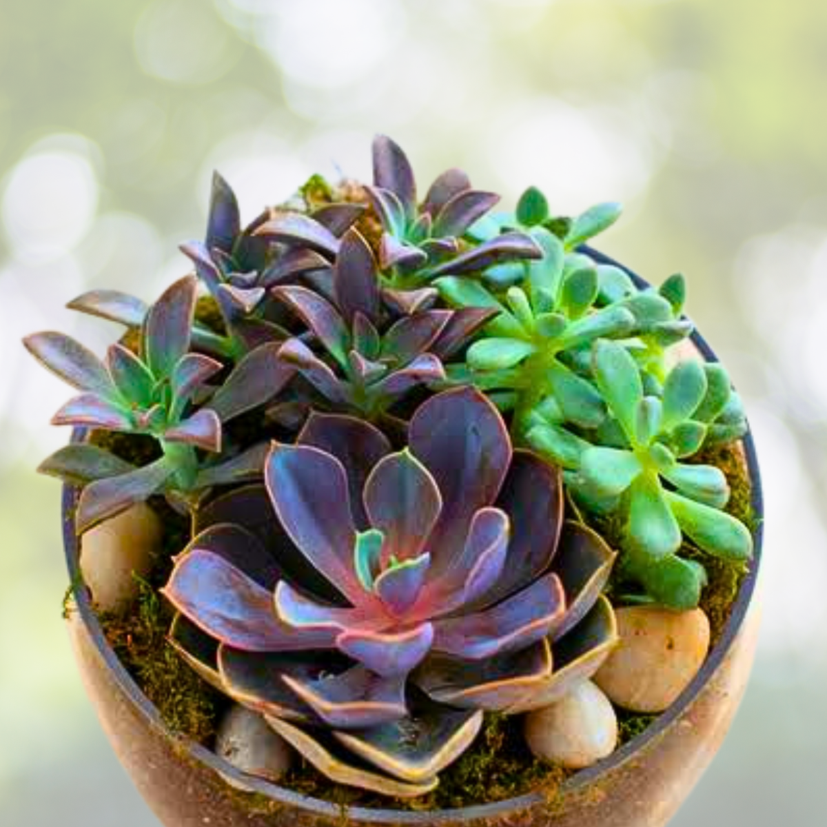 200pcs Rare Mixed Succulent Seeds - Colorful Collection of Succulents - Ideal for Gardening - Various Species