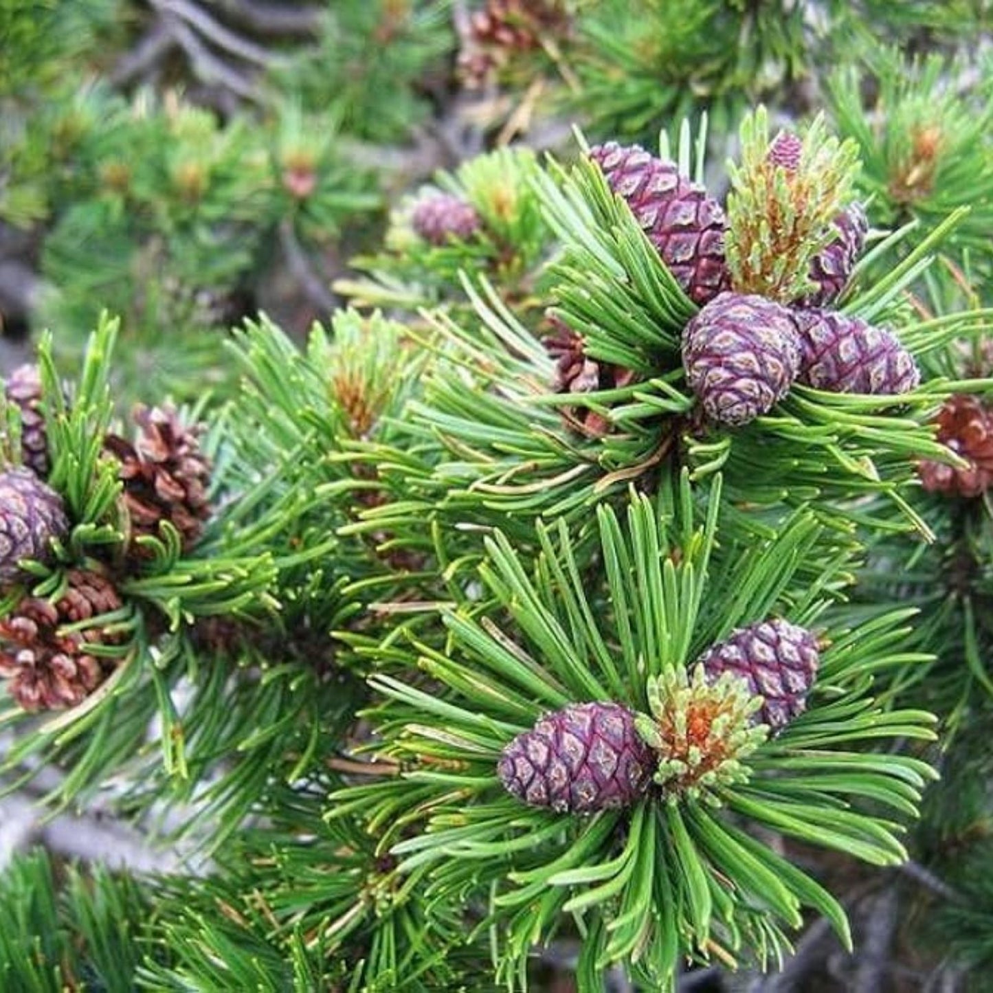 Dwarf Mugo Pine Bonsai Tree Seeds 30 Count - Pinus mugo pumilio - Easy to Grow for Bonsai Cultivation