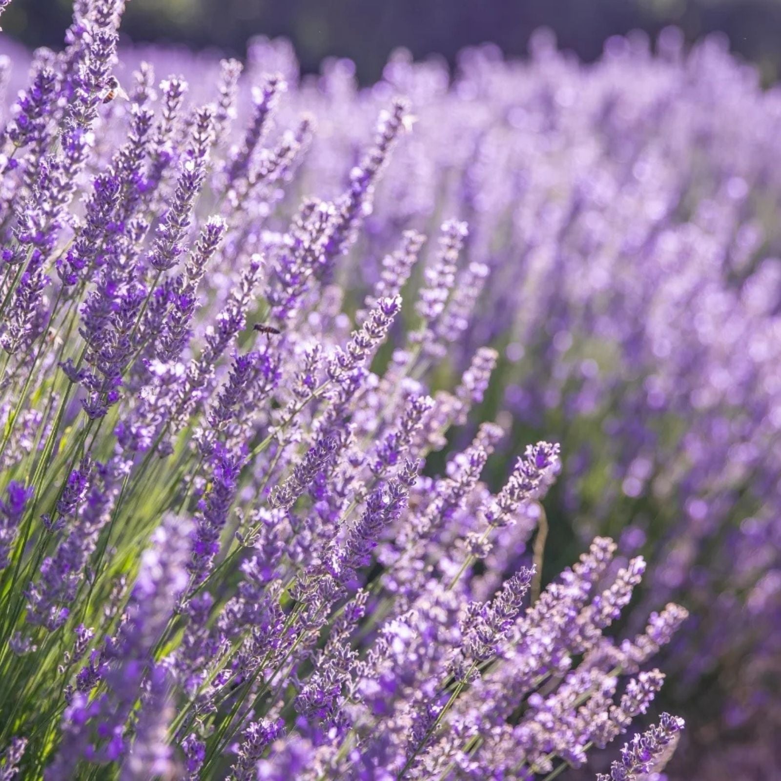 Fresh Lavender Cuttings Bundle of 10 Organic Pieces | Lavandula angustifolia | Dried Lavender Stems for Crafts & Aromatherapy