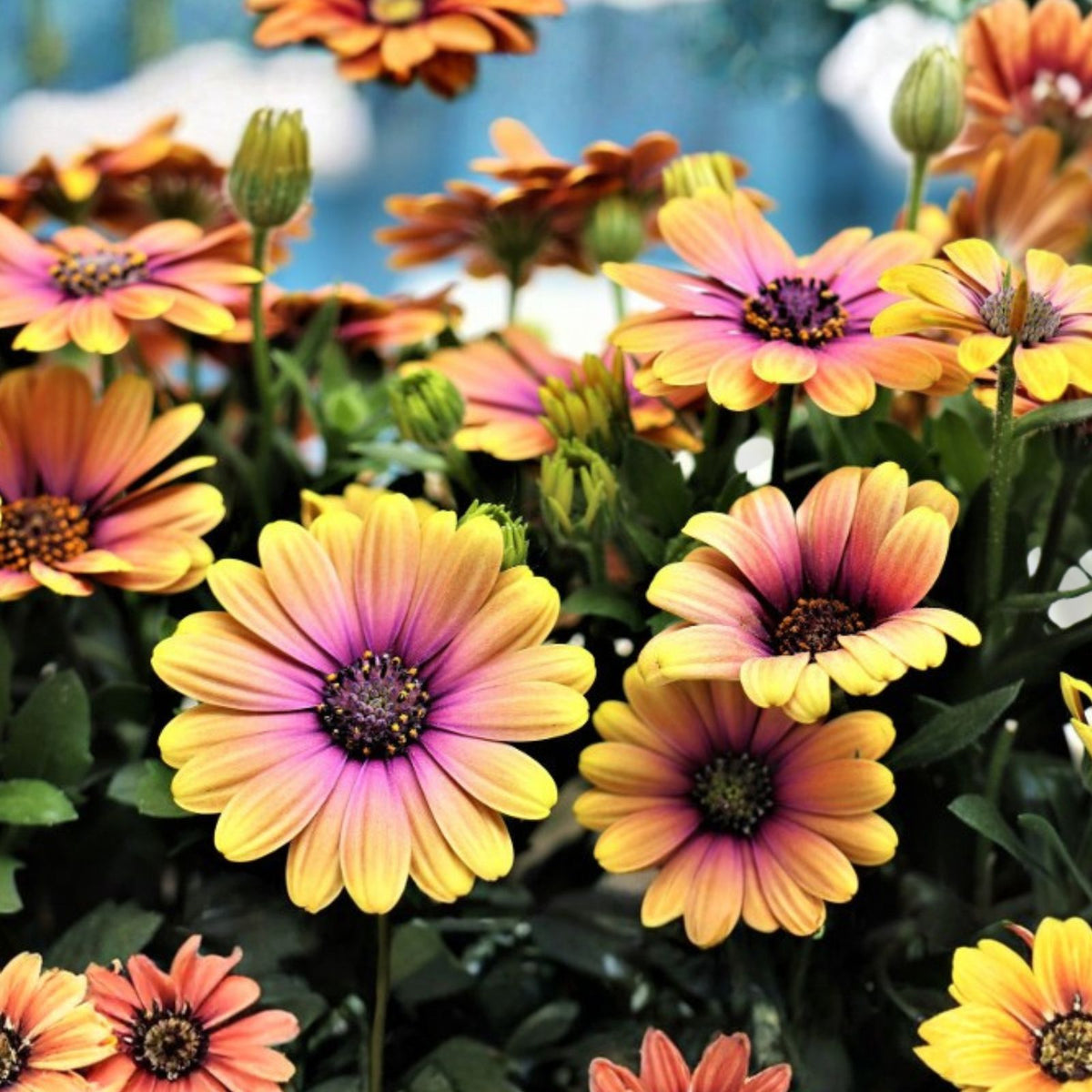 African Daisy Plant - 18x12 Inches - Cream/Yellow - Osteospermum - Perennial with Huge Blooms