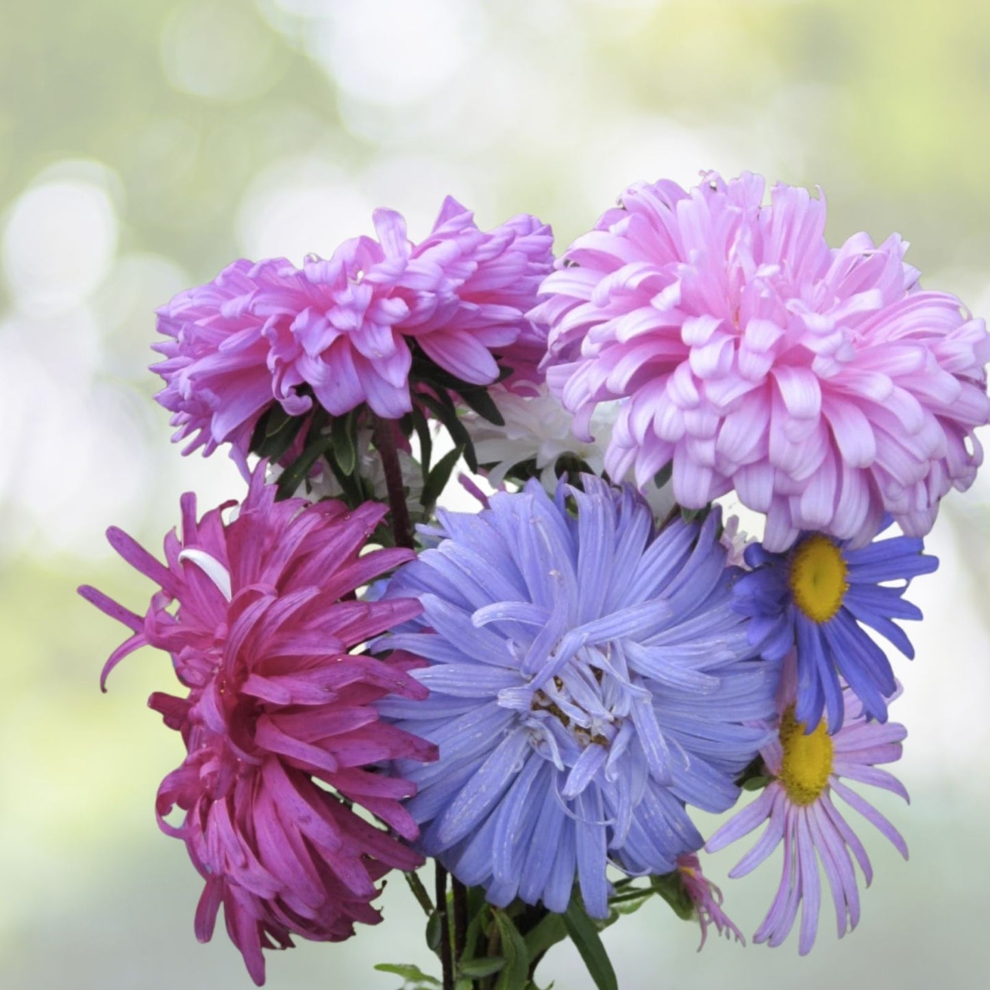 China Aster Seeds Mix - 500+ Cut Flower Seeds for Garden - Creco Variety - USA